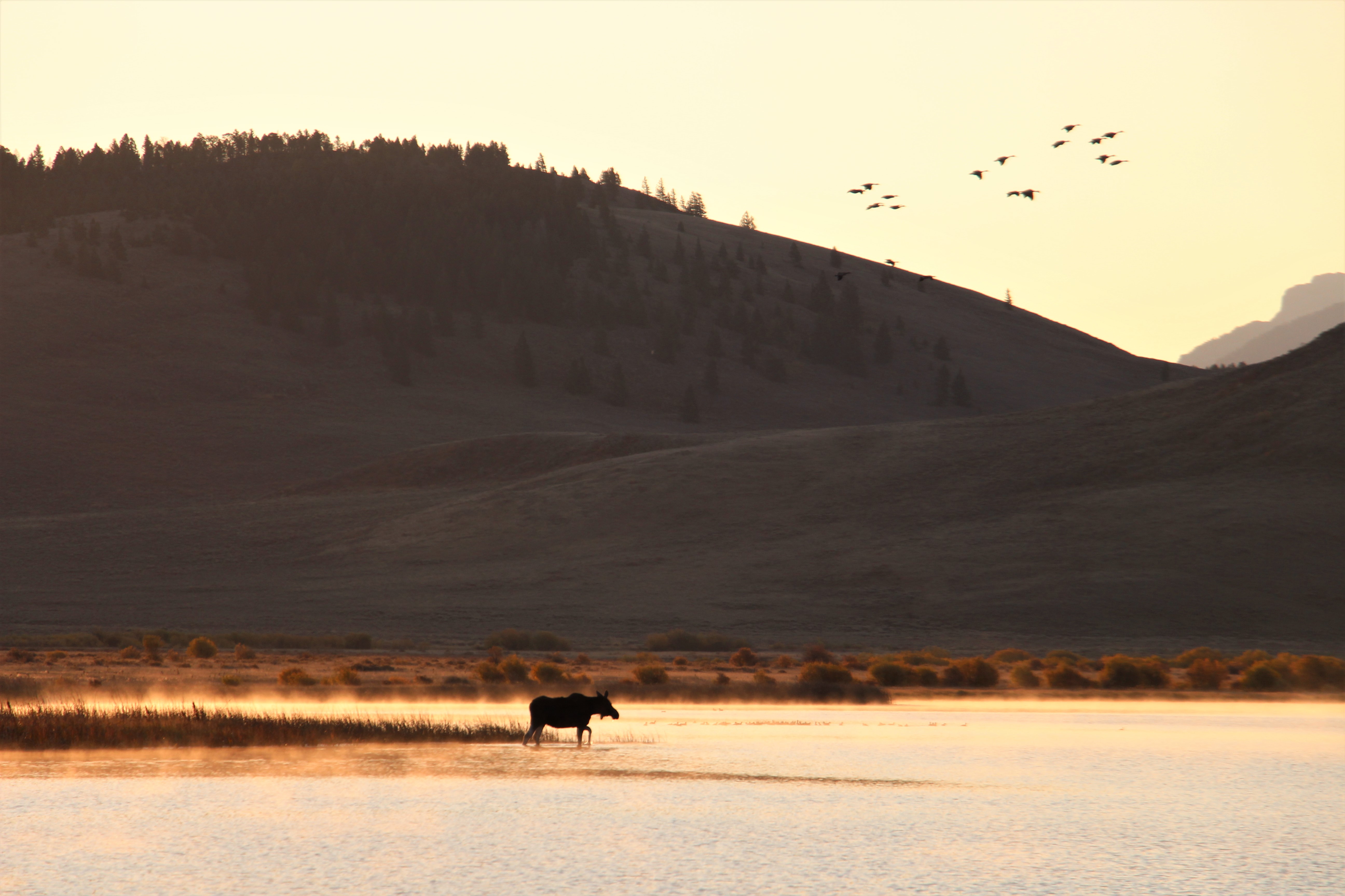 Moose at Red Rock Lakes Refuge | FWS.gov