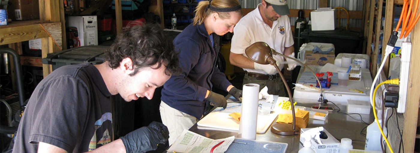 Volunteers performing laboratory processing of river herring.