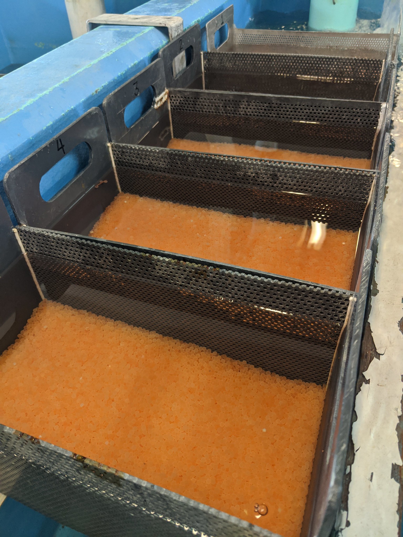 New lake trout eggs