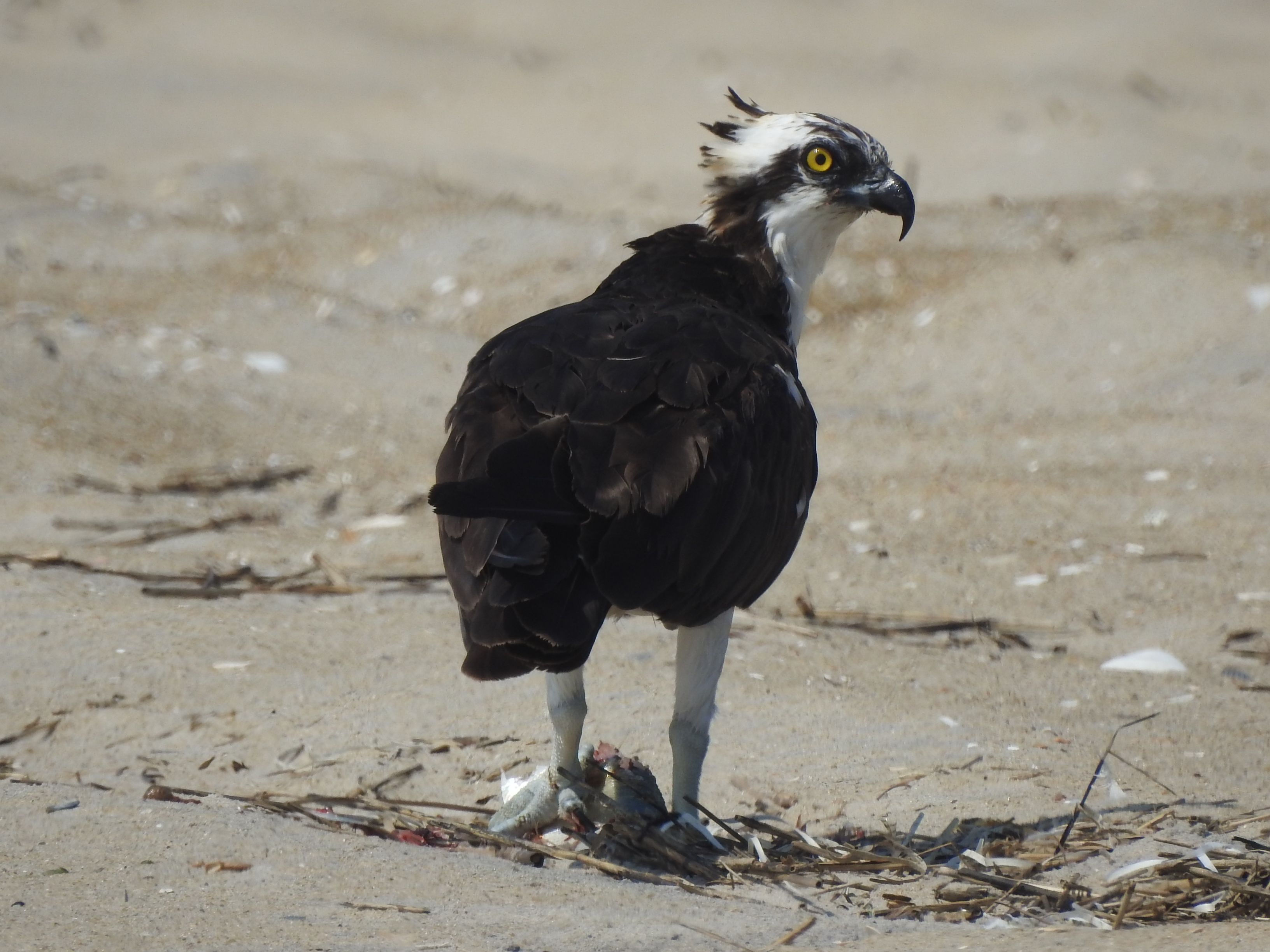 An osprey stands in the sand with one leg on a half-eaten fish