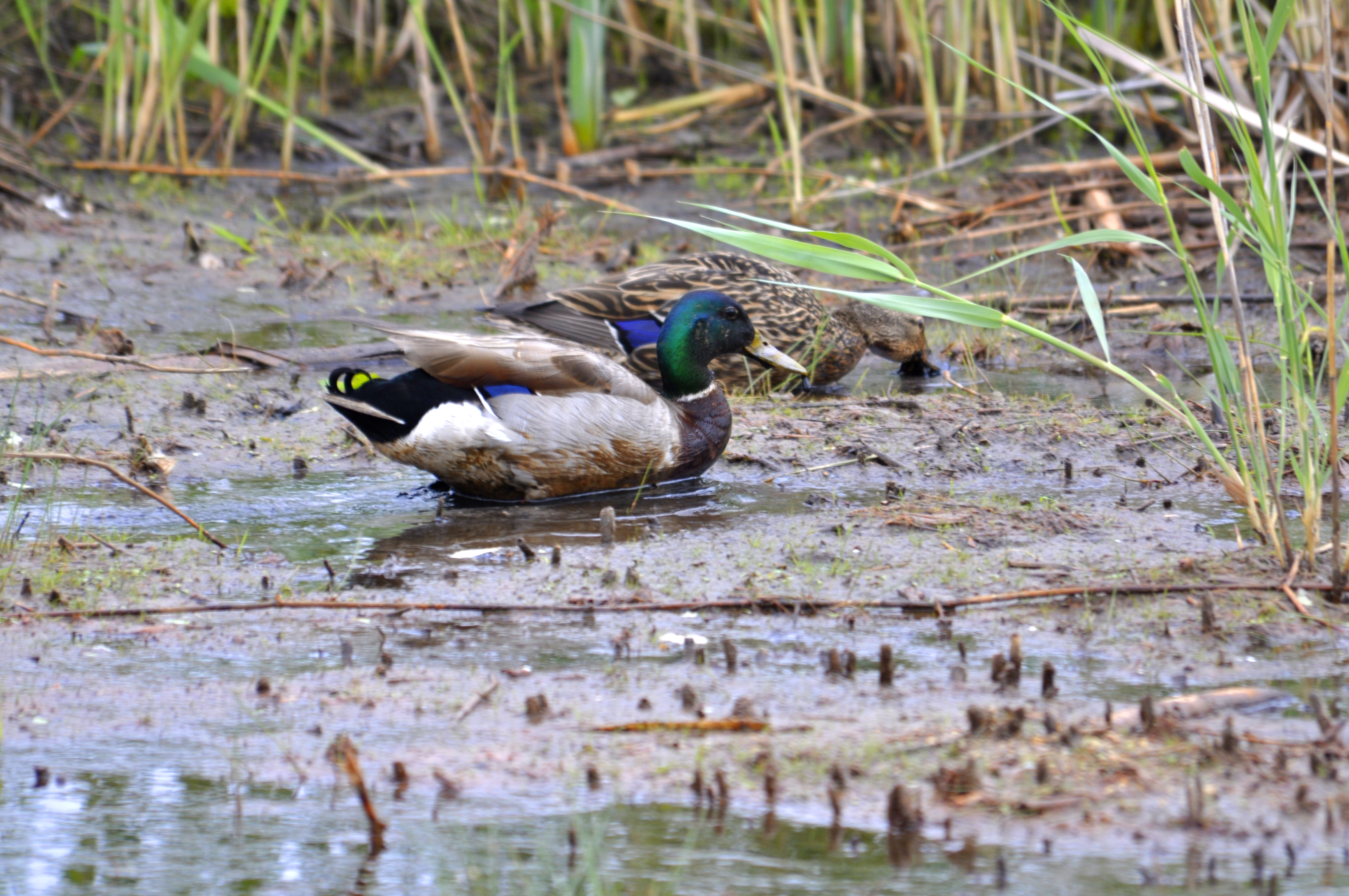 A pair of mallards feed on exposed aquatic vegetation along the edge of a freshwater marsh.