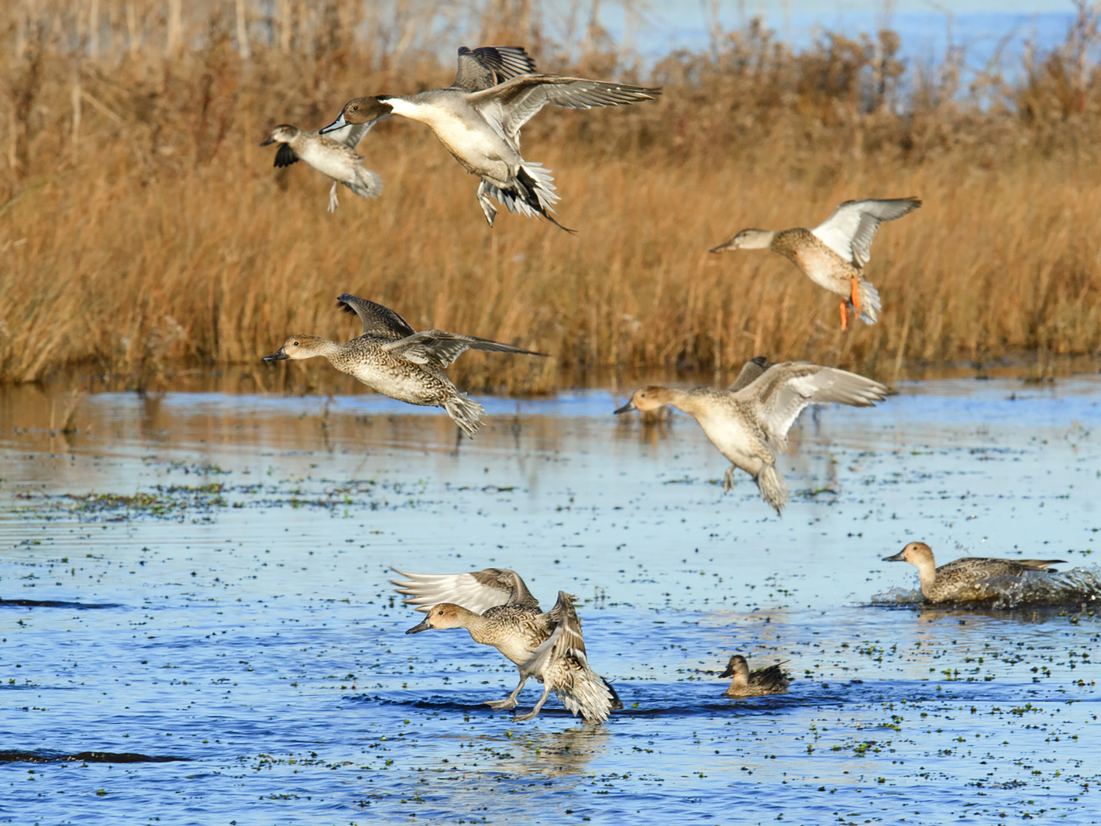 Waterfowl taking flight in a wetland