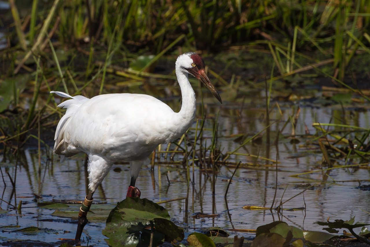 Whooping crane standing in shallow water of a wetland