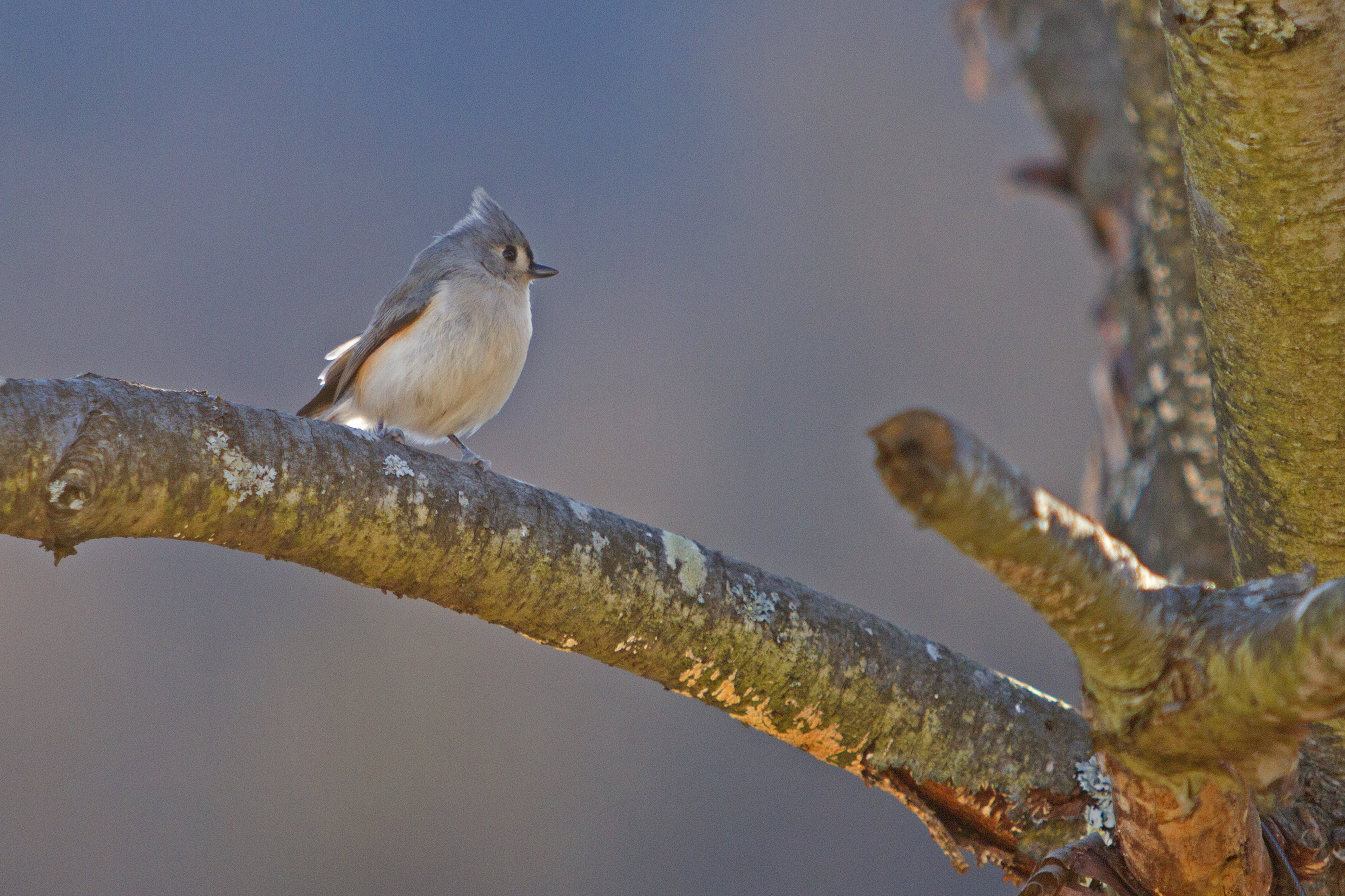 Tufted Titmouse | FWS.gov