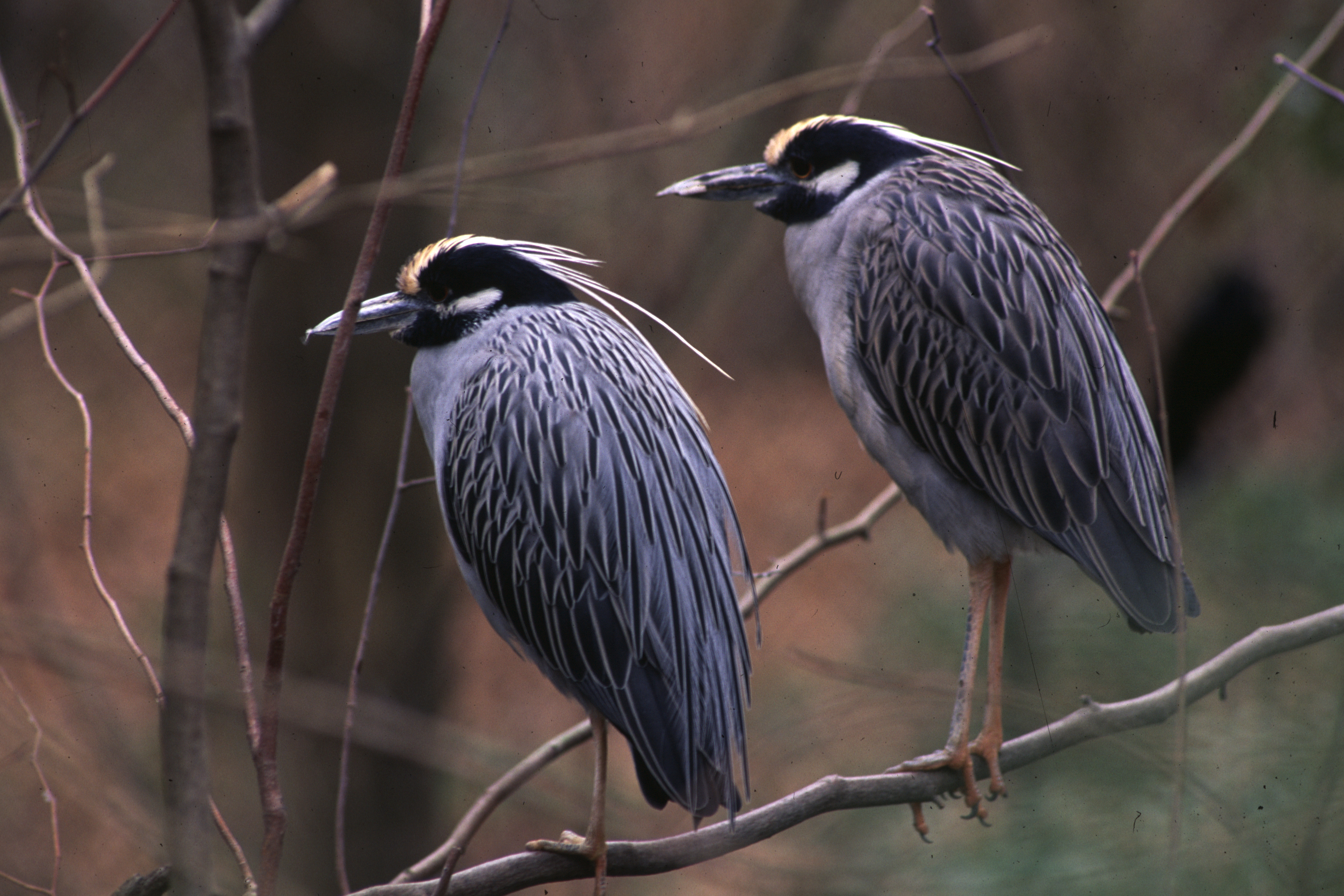 Two yellow-crowned night herons standing on a branch