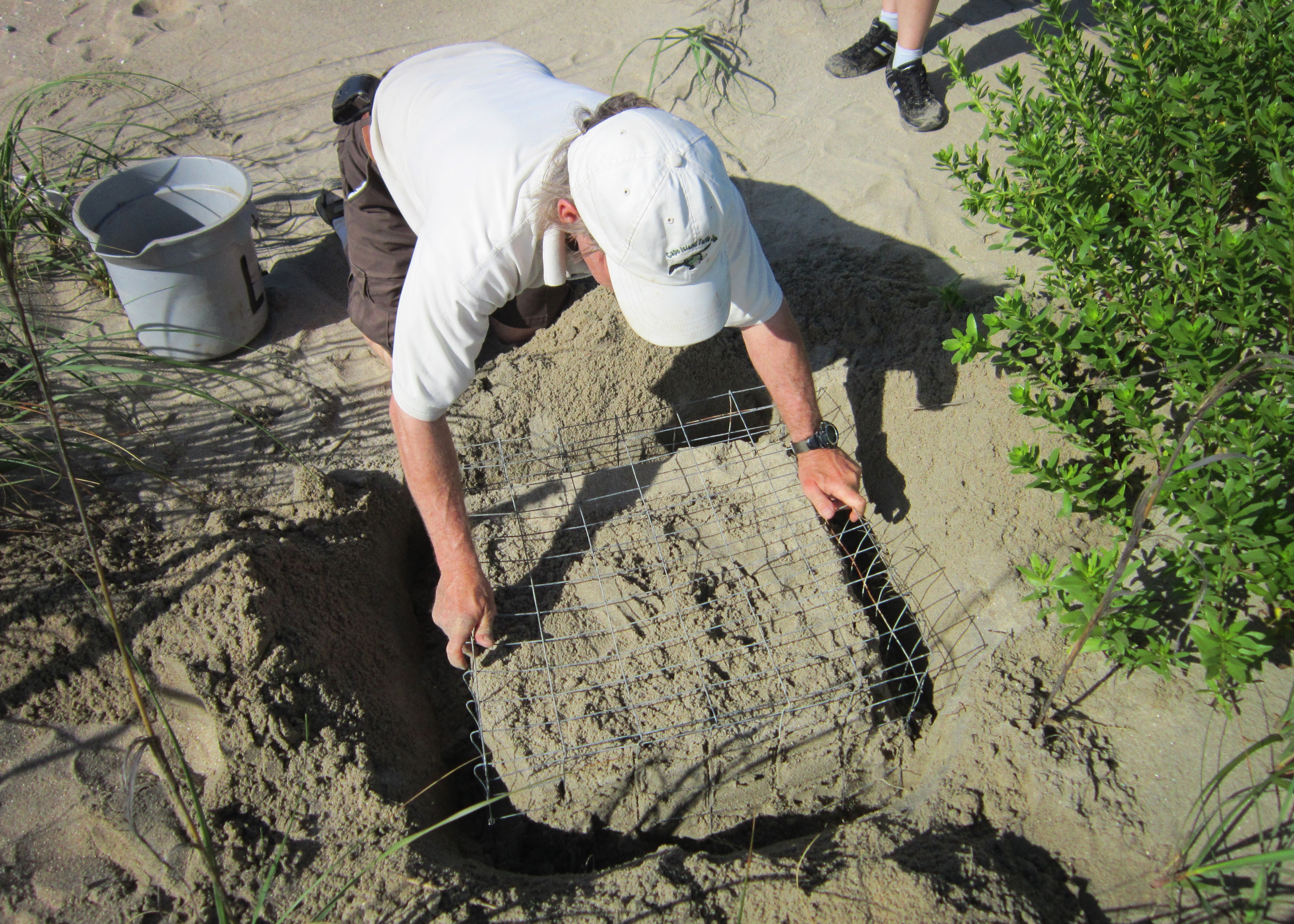 Refuge biologist has dug a trench around a Loggerhead nest and places a wire cage over the nest to protect from predators on the beach. 