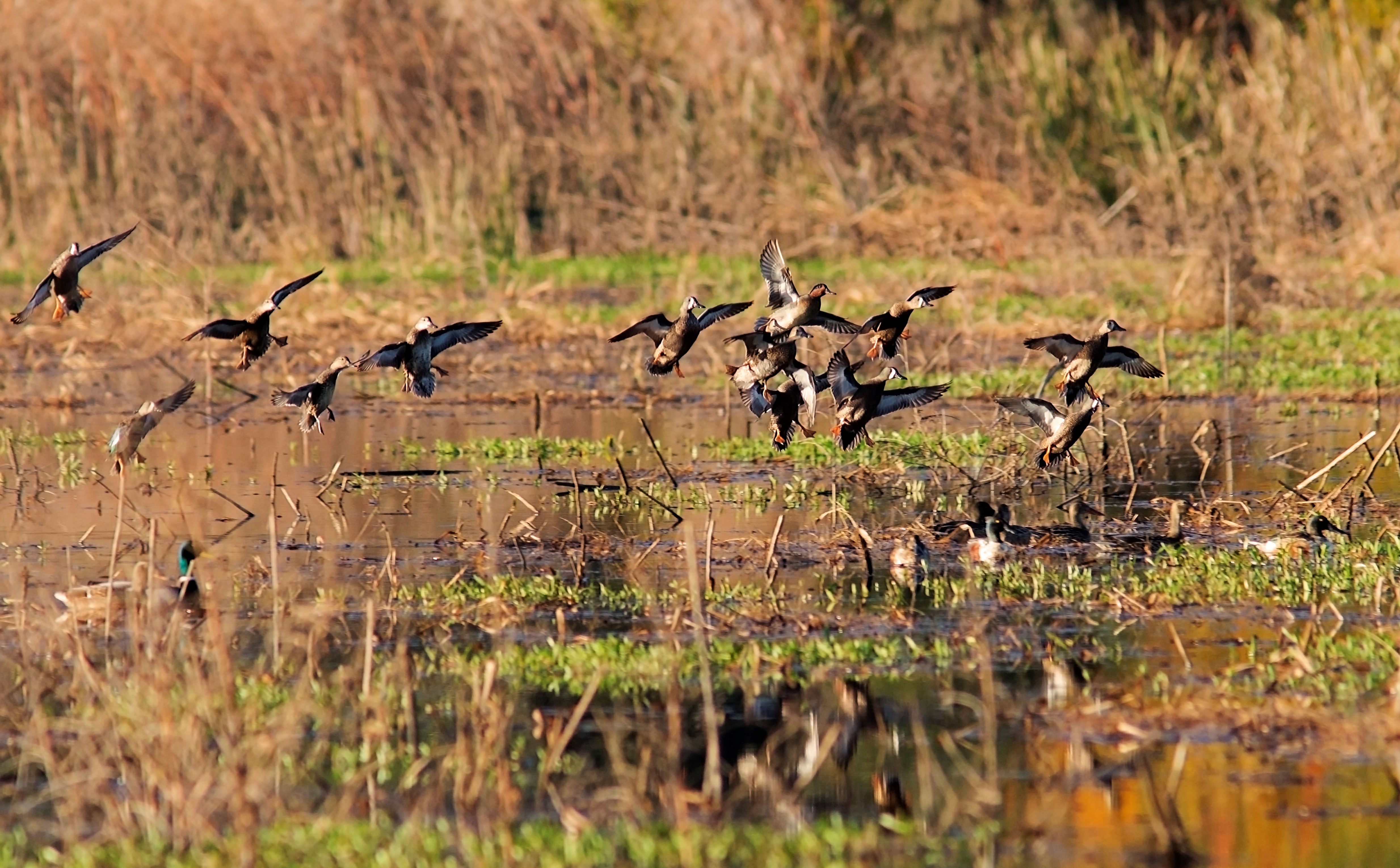 Ducks landing in an impoundment at Savannah NWR.