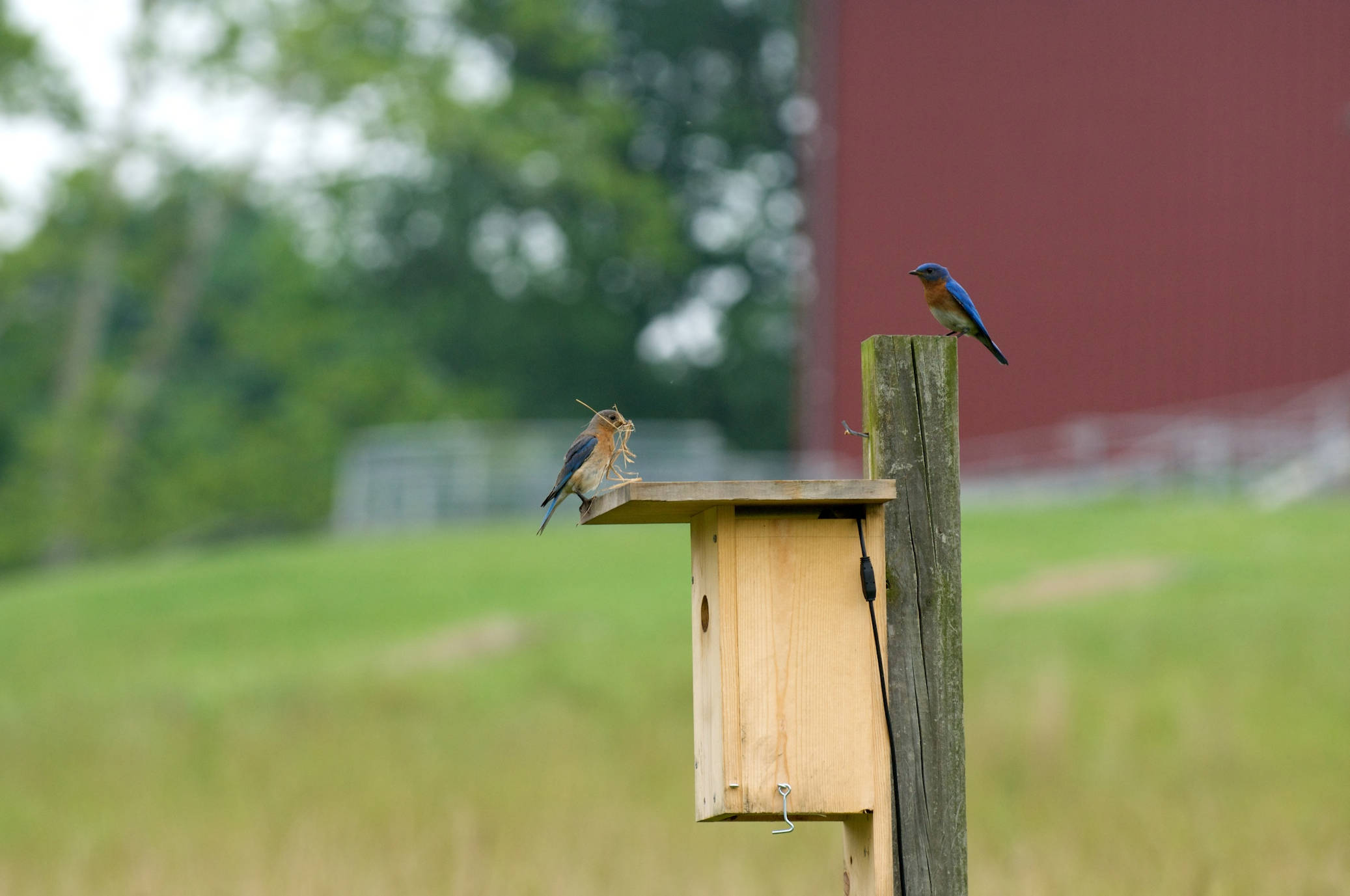 Eastern bluebird pair on a nest box on the campus of the U.S. Fish and Wildlife Service's National Conservation Training Center