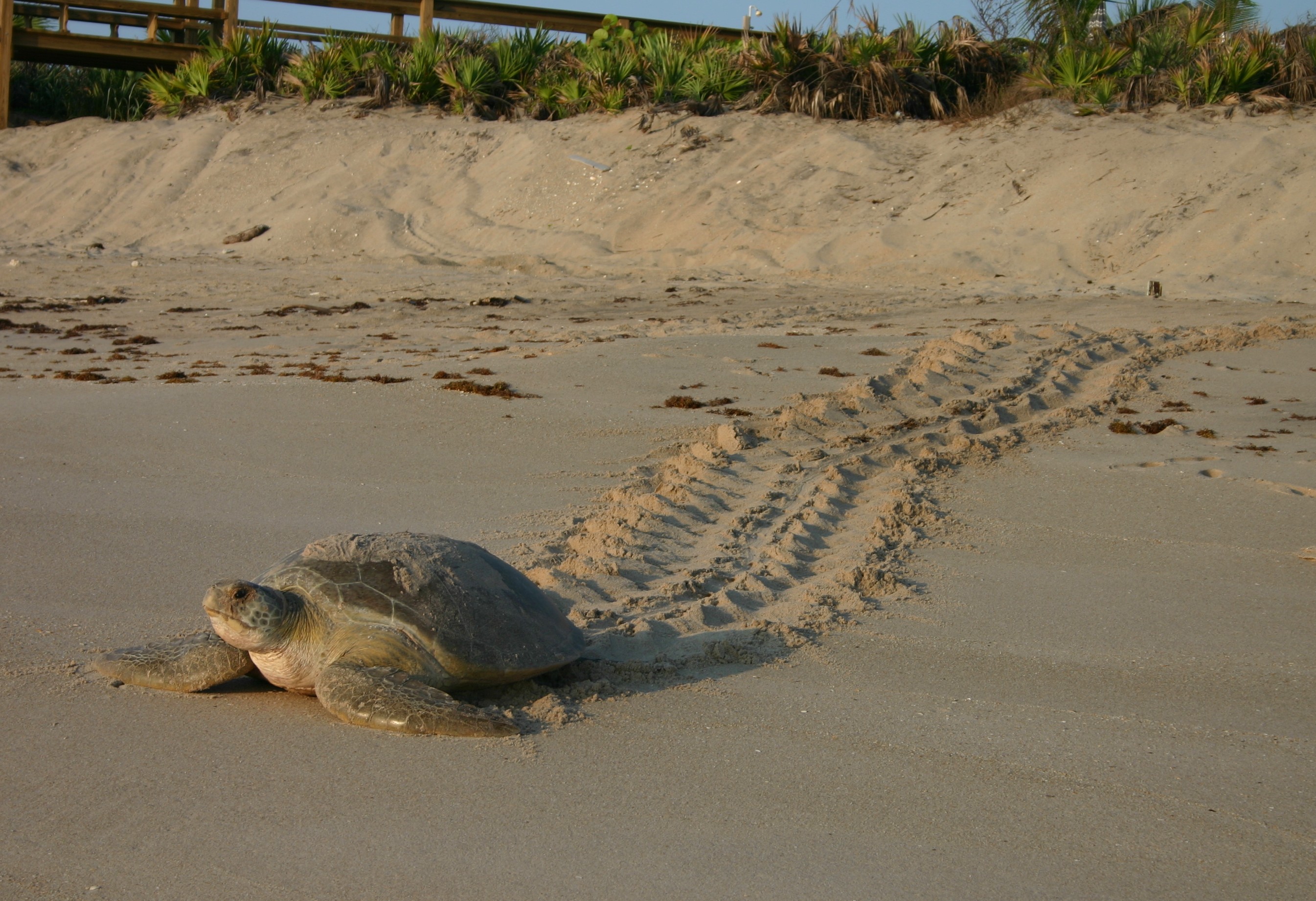 An adult green sea turtle crawling across the beach. 