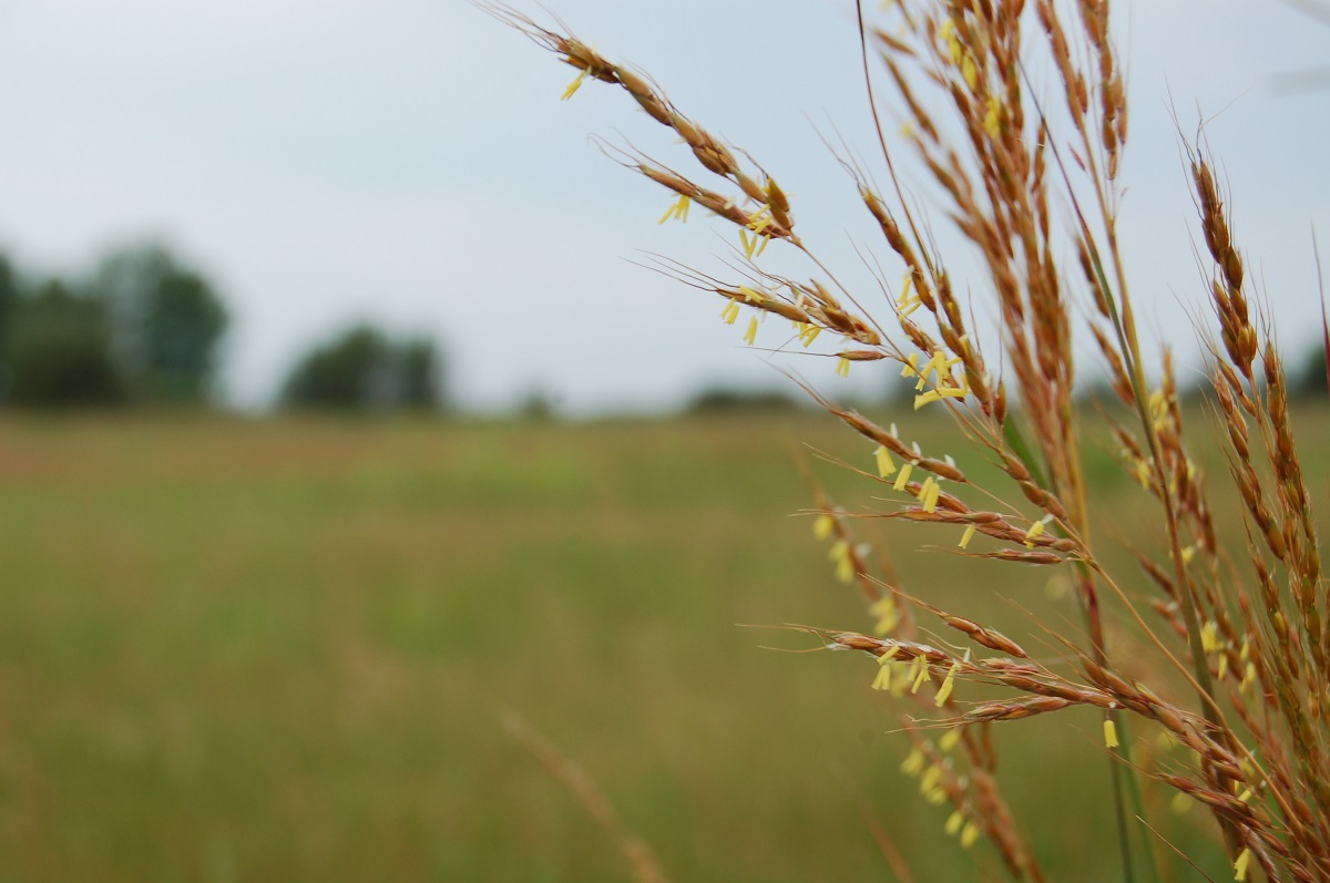 Indian grass in Minnesota tallgrass prairie on Prairie Storm waterfowl production area. 