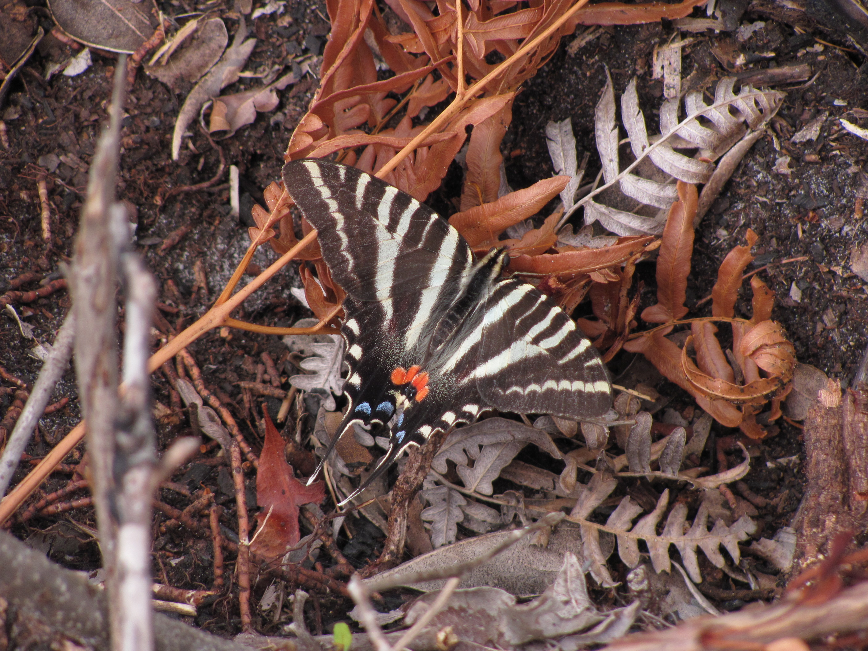 Zebra Swallowtail FWS.gov