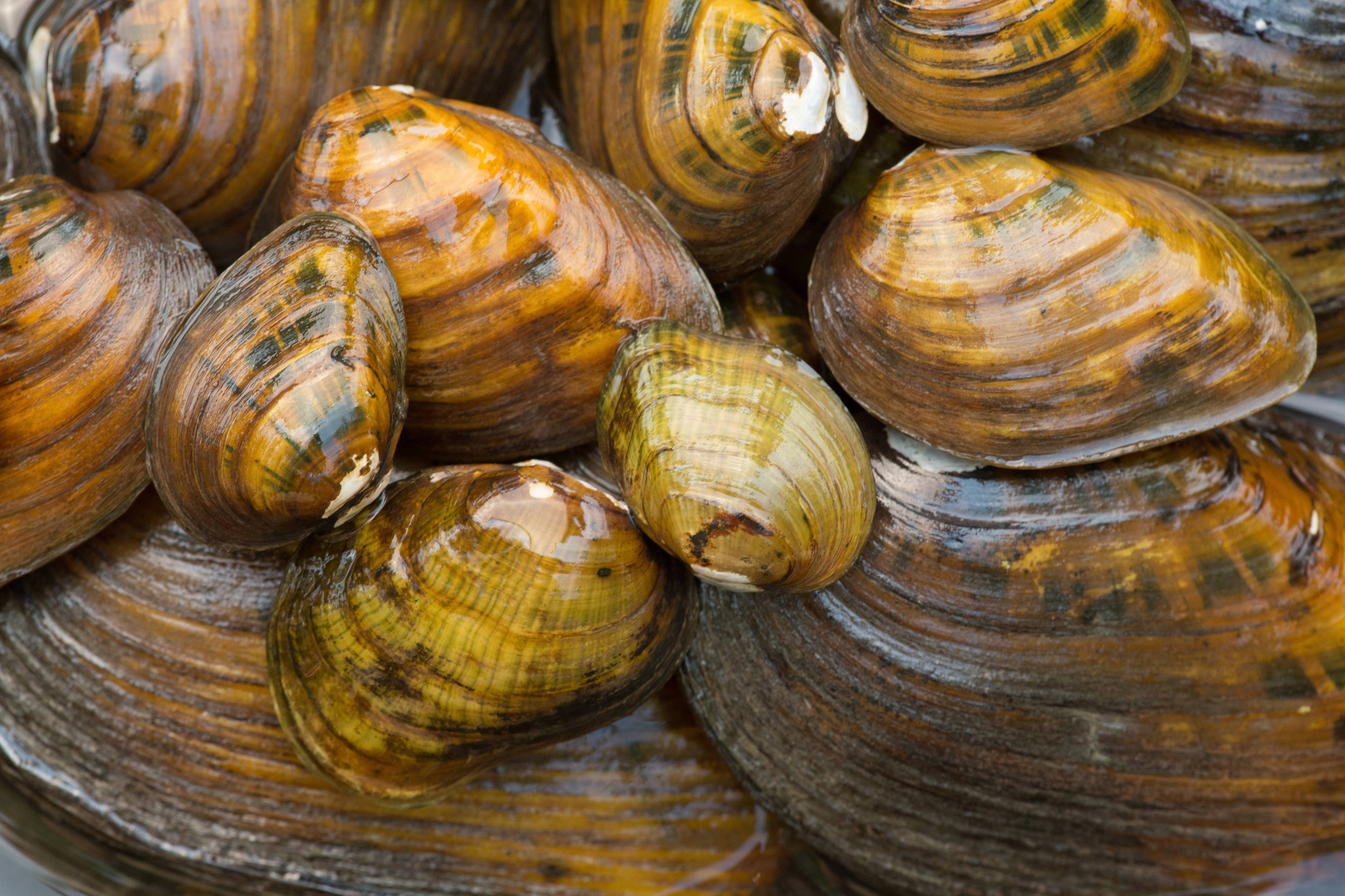 A pile of freshwater mussels of varying size.