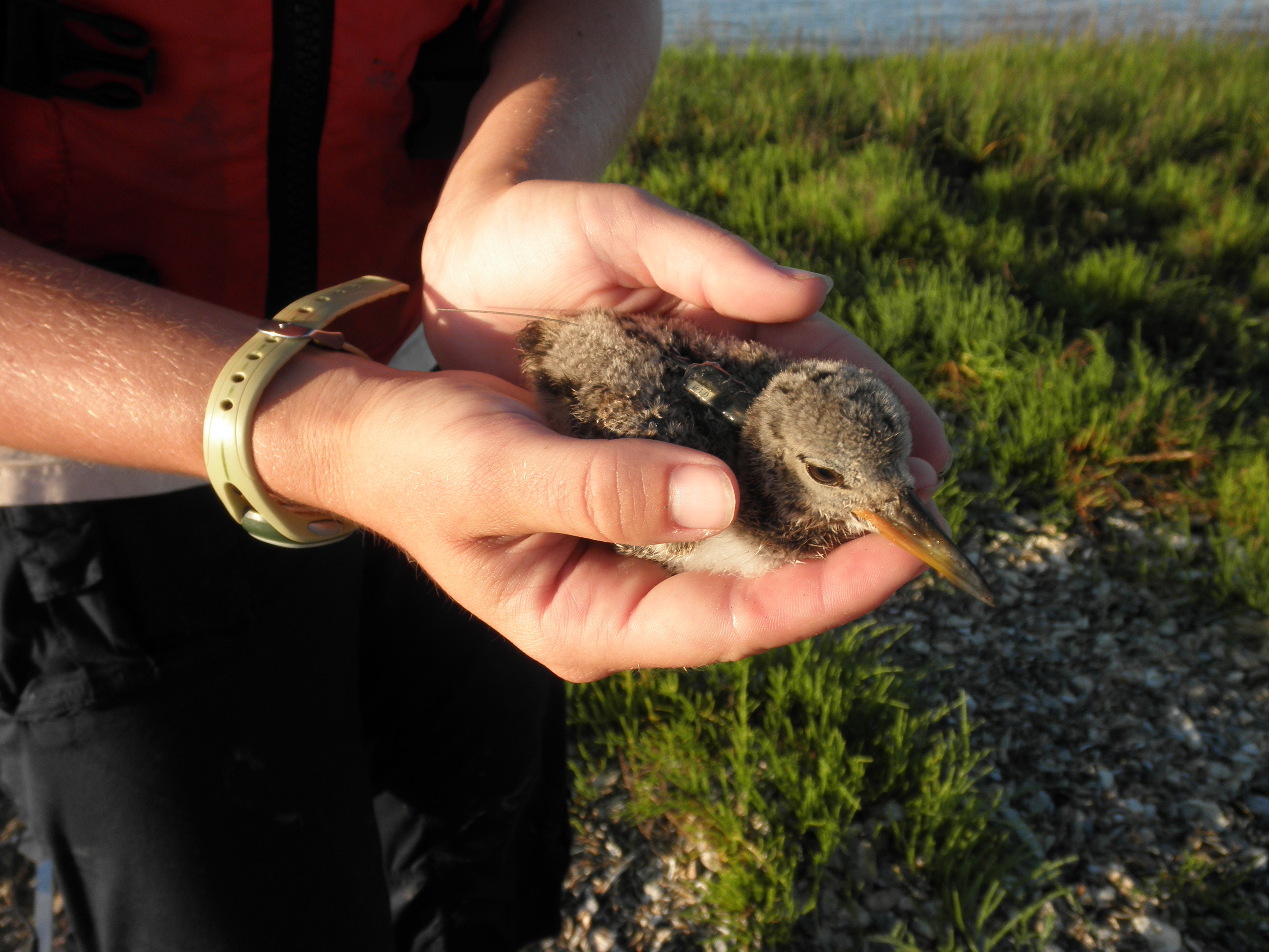 Researcher holds an American oystercatcher chick in hands. A small transmitter for tracking is on the chick.