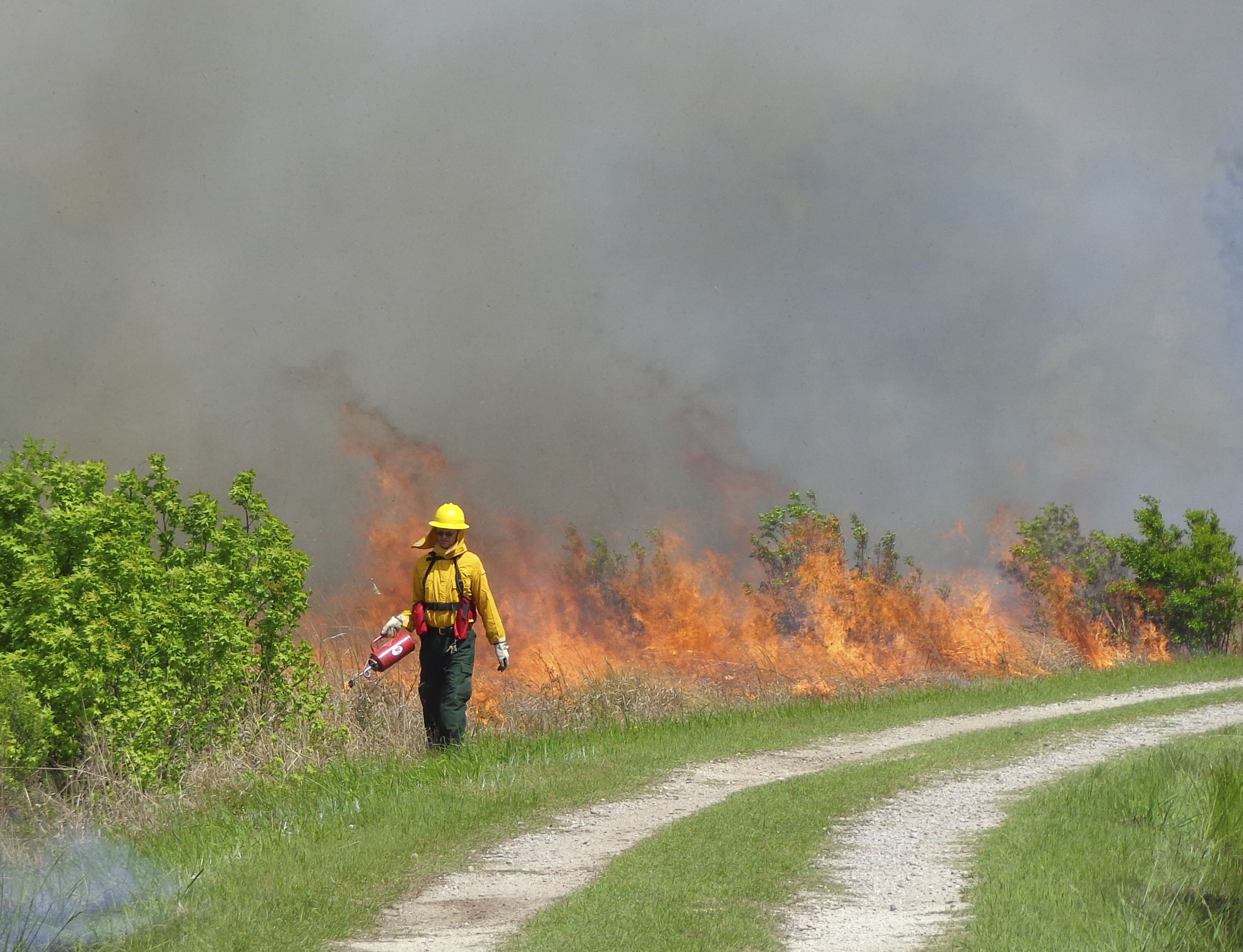 Fire staff person uses drip torch to start fire during prescribed burn at Santee NWR