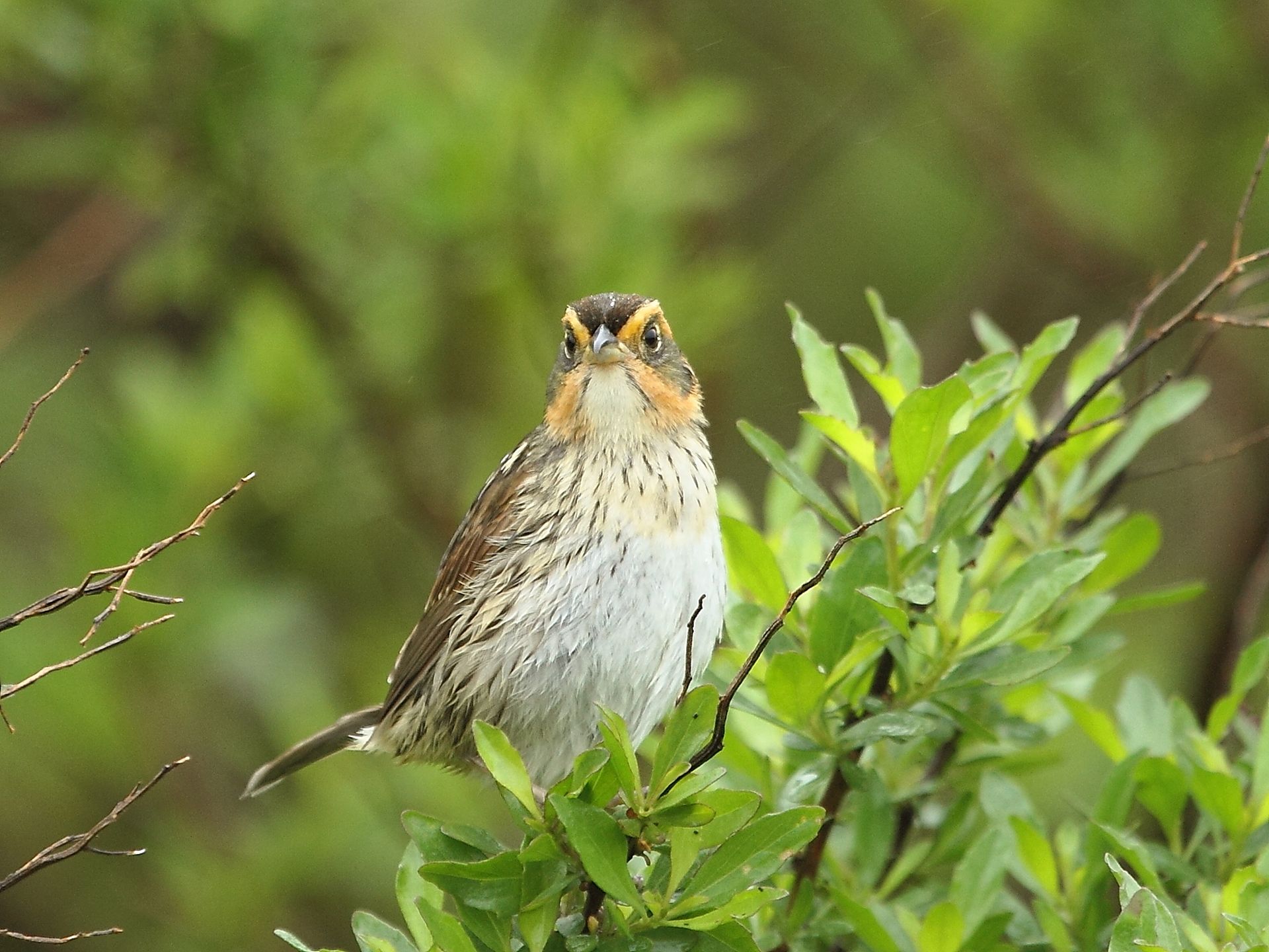 saltmarsh sparrow perched in a bigleaf marsh-elder