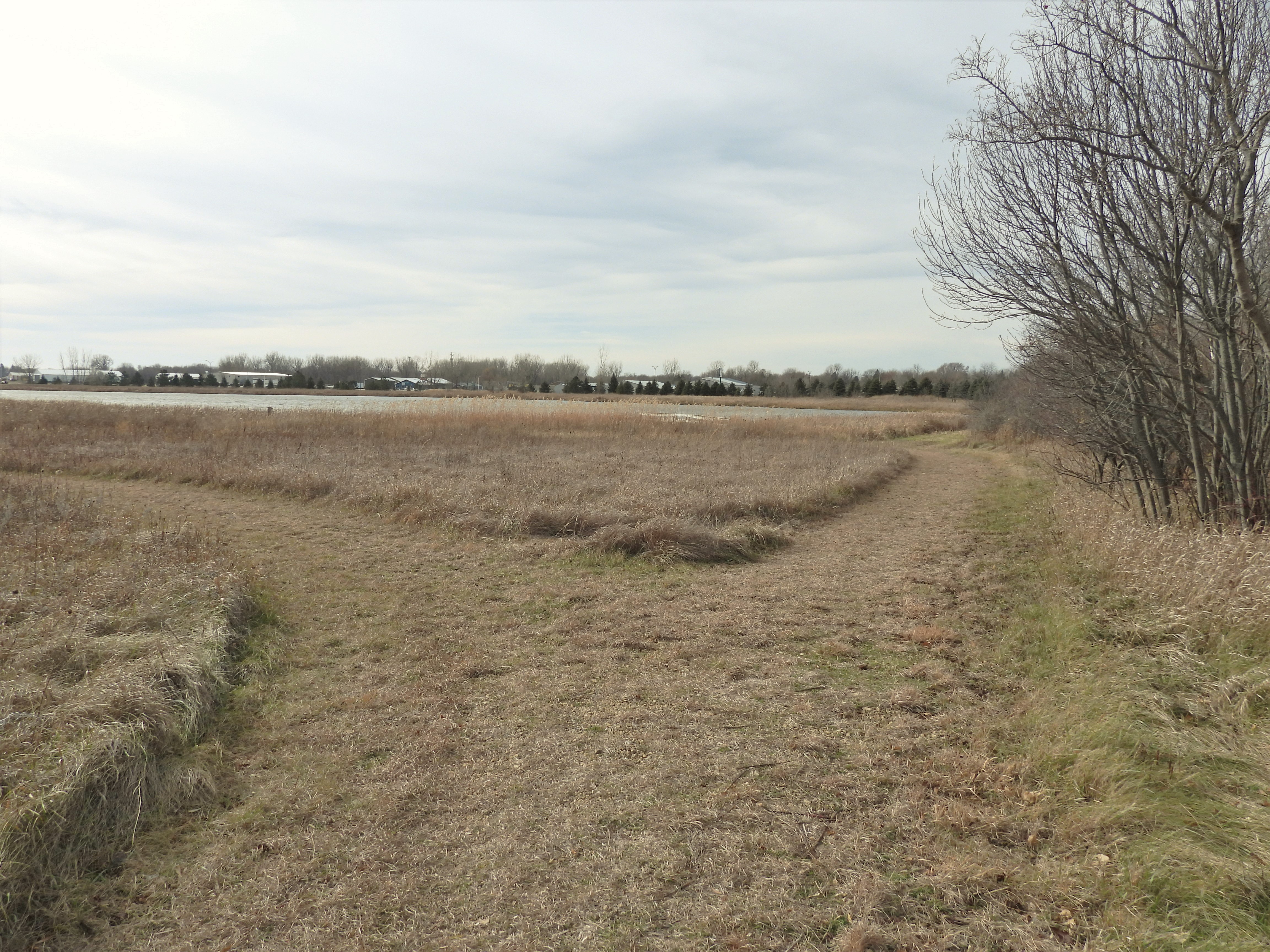 A mowed grass trail splits into two directions. The right split follows woody shrubs down to a wetland, while the left split curves off out of site.