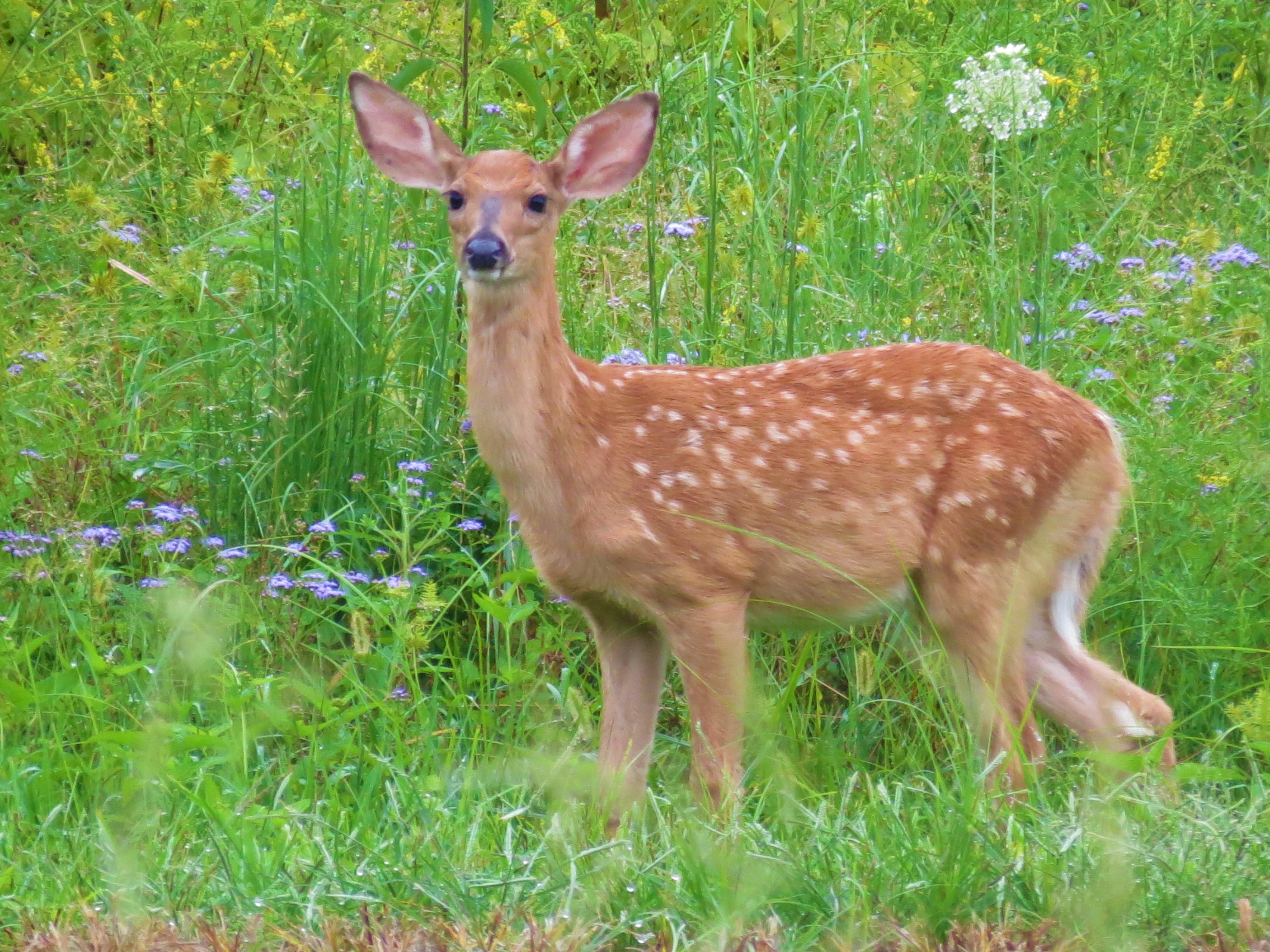 Whitetailed deer fawn in meadow