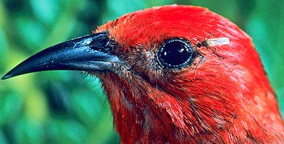 The head of a bright red bird with a black beak and eyes, with a mosquito perched near its eye