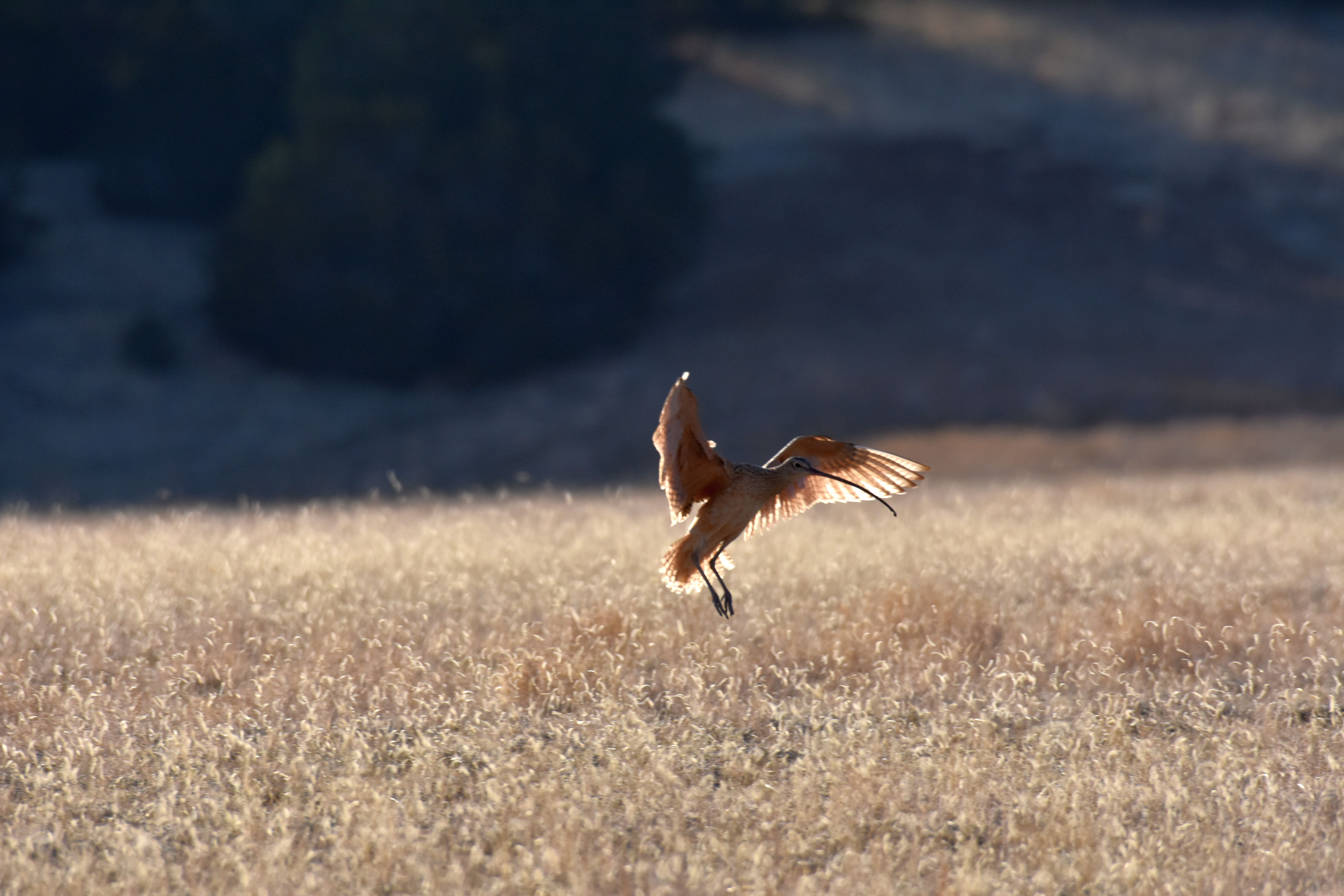 A large, tan-colored bird with a long bill coming in for a landing in a field of brown grass