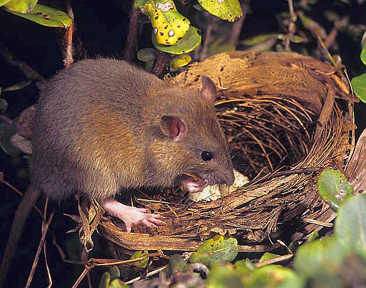 A brownish-colored rat perched on the edge of a bird nest