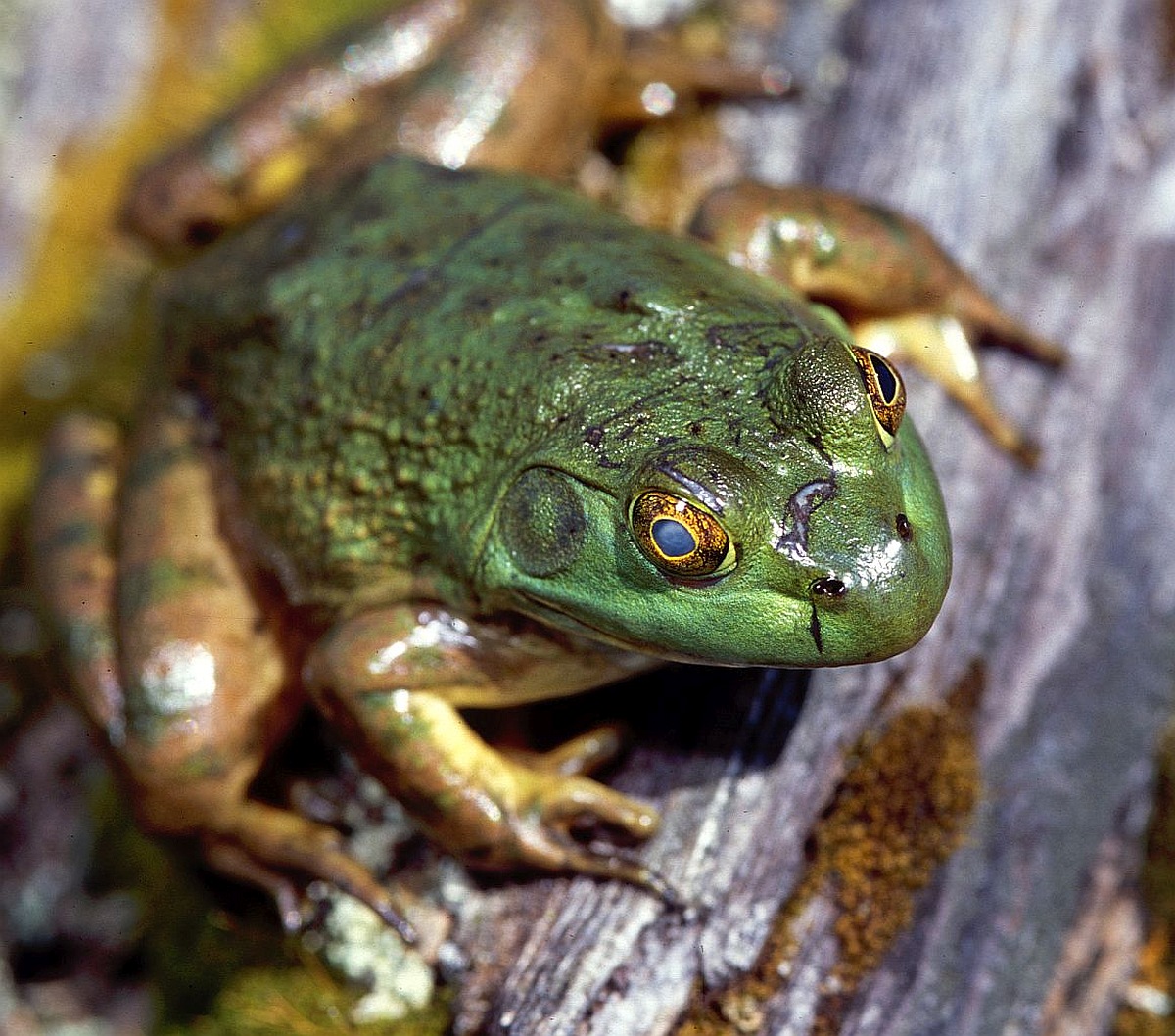 A close-up of a green-colored frog with brownish-colored legs on a log