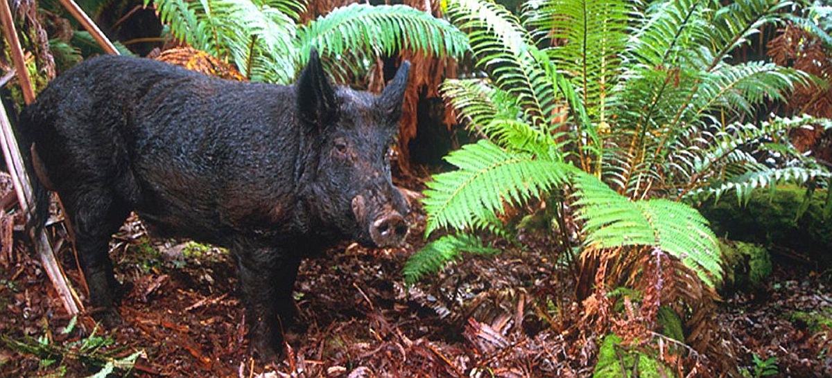 A black-colored wild pig standing amid dense, green vegetation