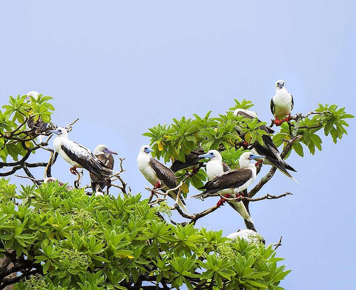 Eight large white-and-black-colored birds with light blue bills perched on tropical vegetation