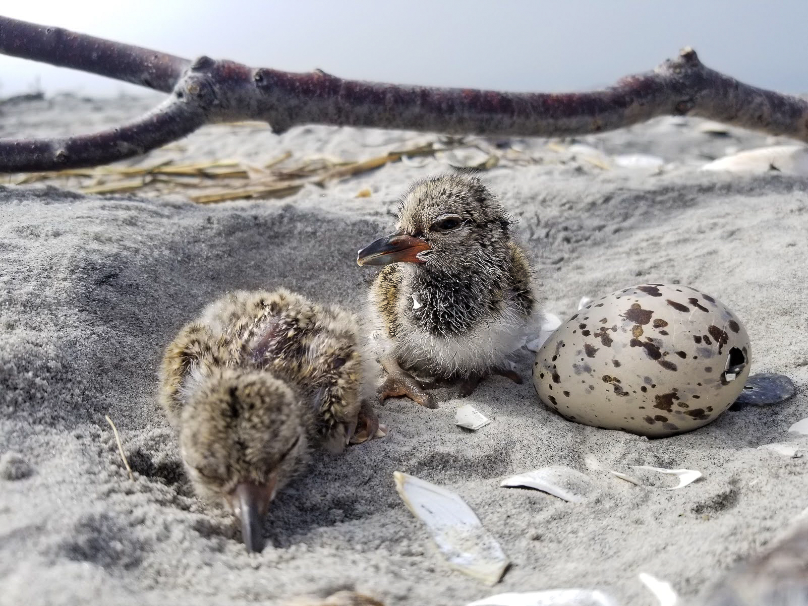 American oystercatcher chicks hatch from the nest