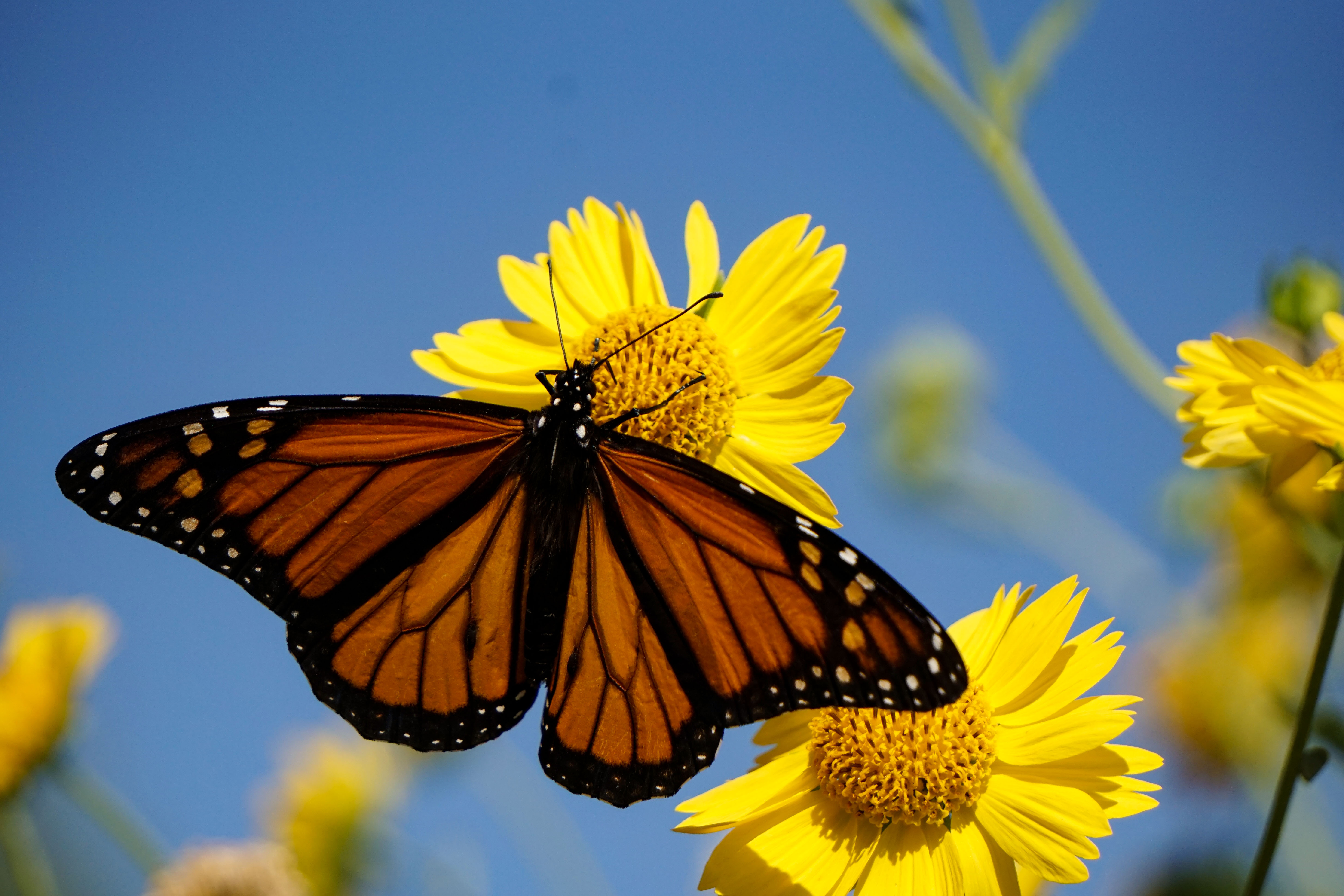 Yellow Monarch Butterfly Yellow Monarch Butterfly