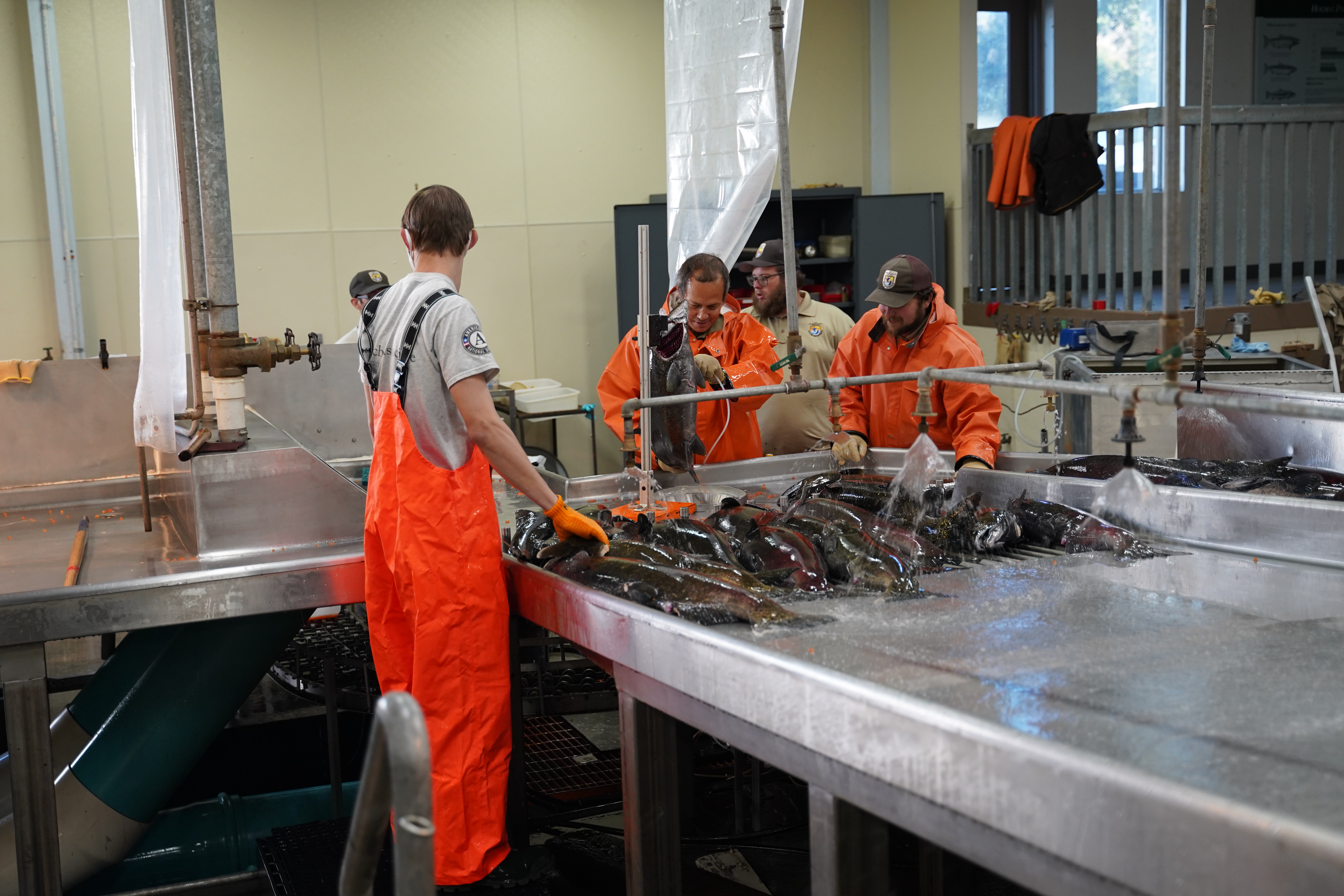 Biologists in orange overalls get set to pick up fish off metal line.