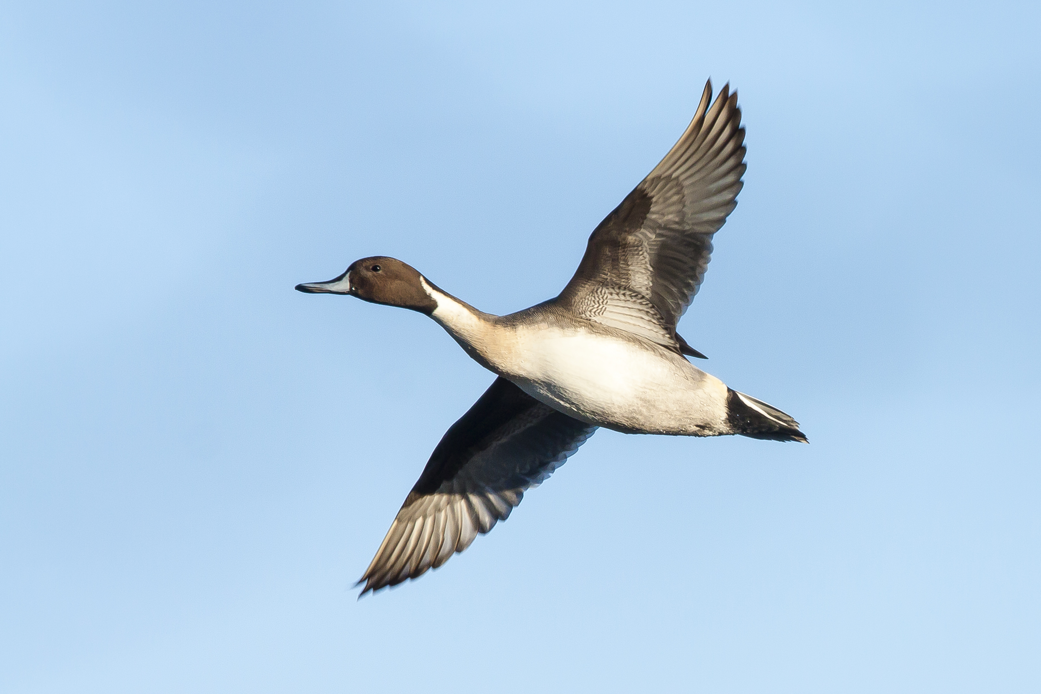 Northern pintail in flight against a blue sky
