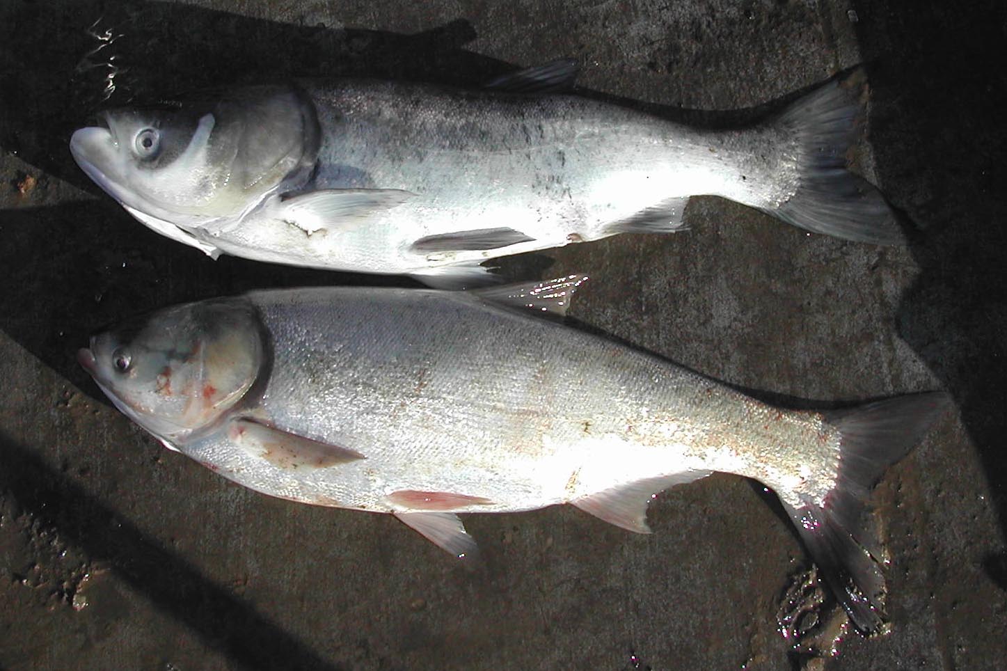 Bighead and Silver carp together