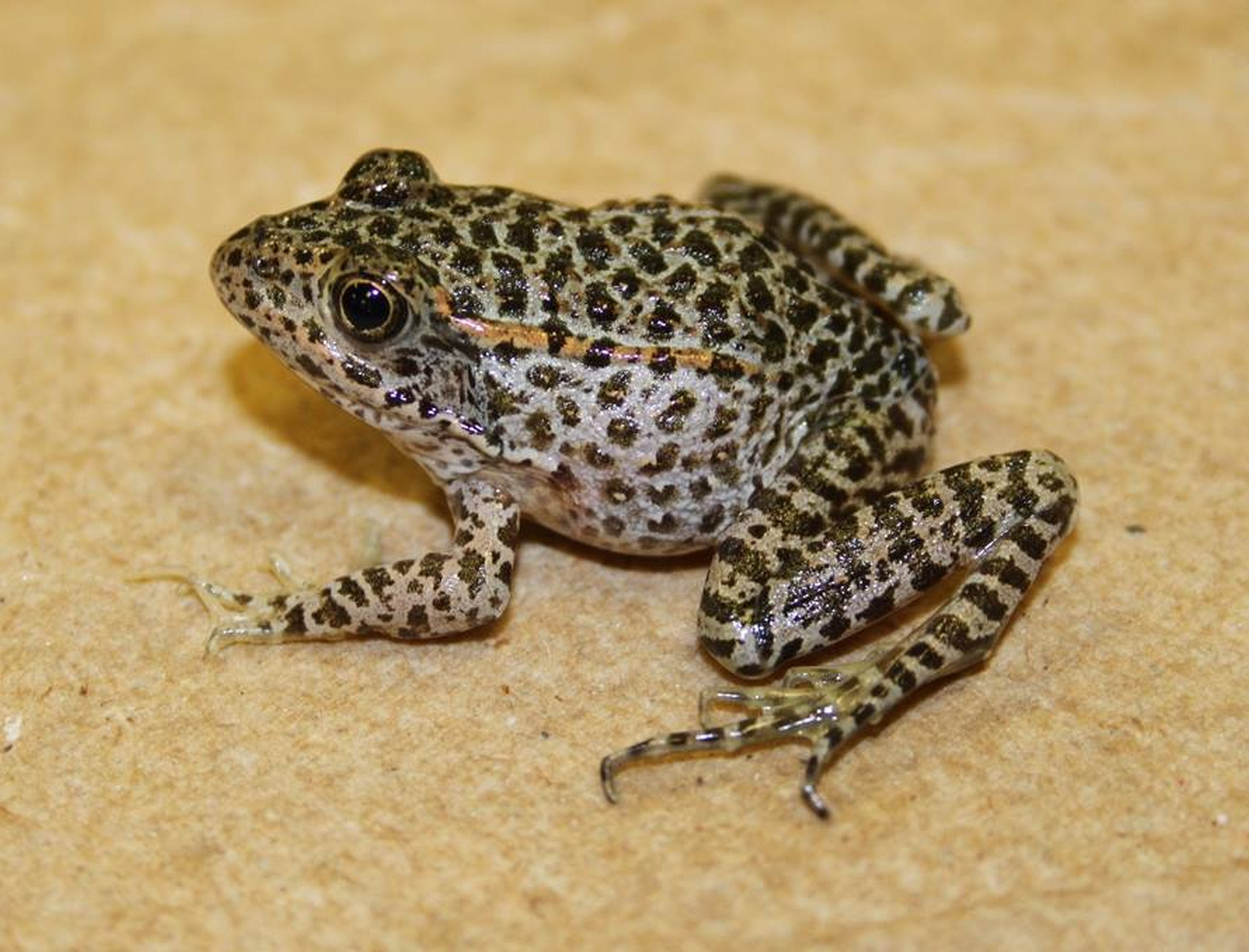 A critically endangered dusky gopher frog, a medium-sized grayish frog covered in dark spots