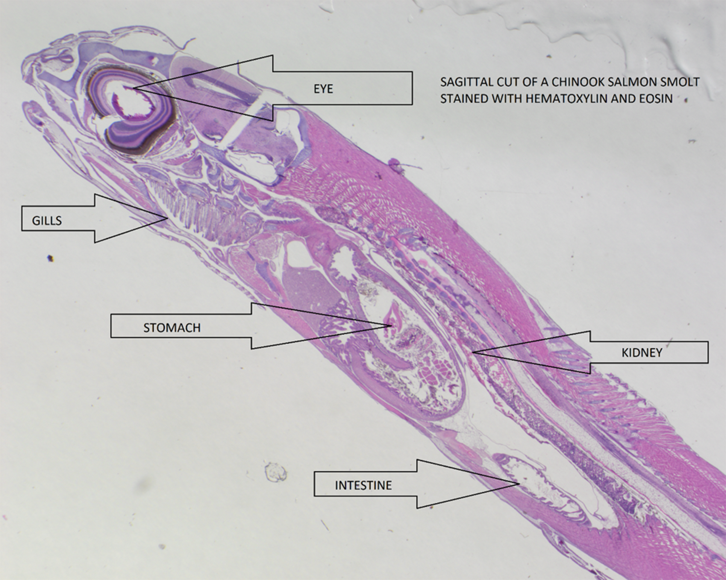 Outline of a fish, including the internal organs.  The fish has been sliced open and stained so it appears pink and purple.  The anatomy has been labeled:  eye, gills, stomach, intestine and kidney.  