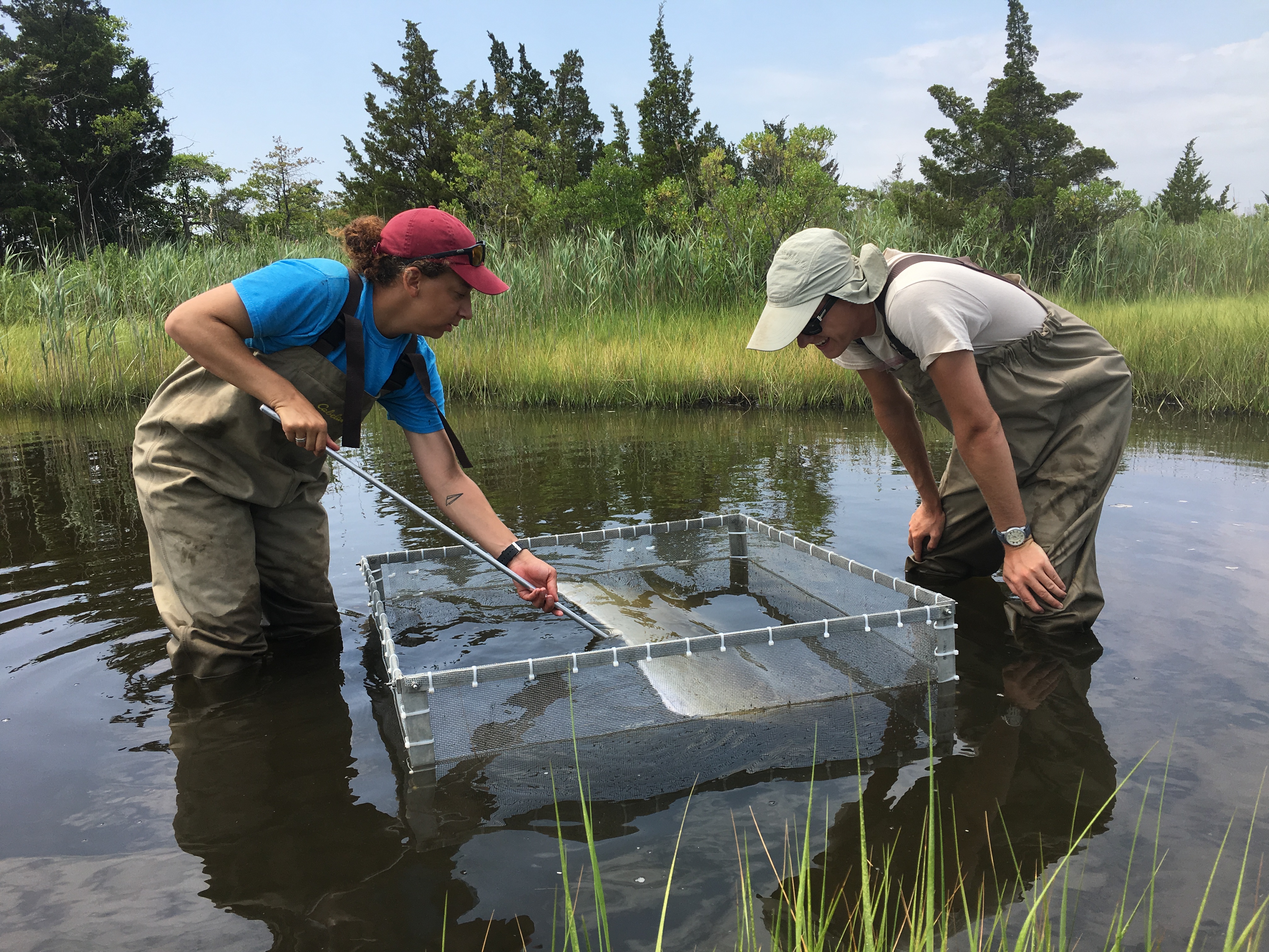 Refuge biological team staff sample for nekton in a marsh pool.