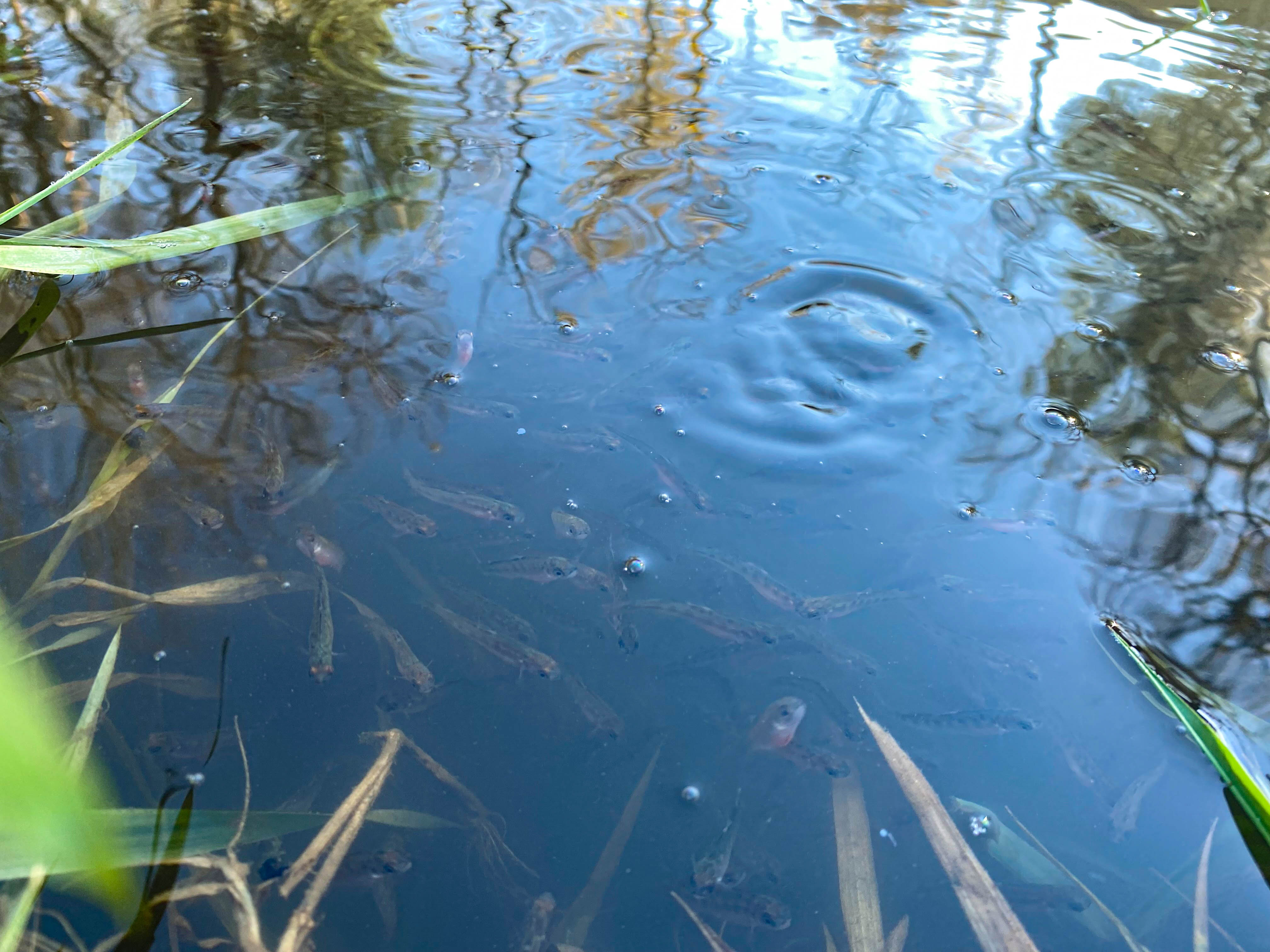Juvenile fish in water with ripples and current and vegetation surrounding.