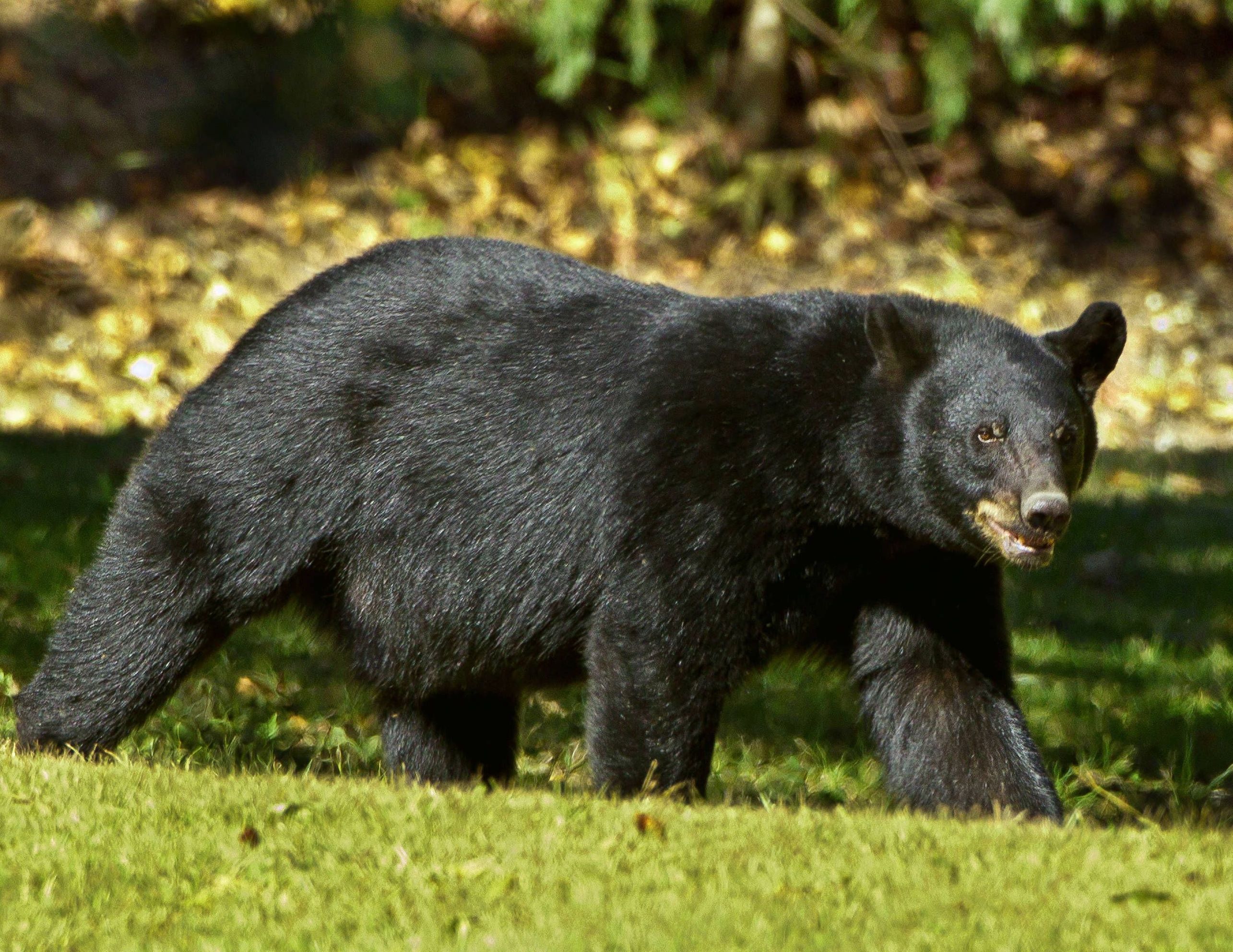 A large adult black bear plodding across a grassy field