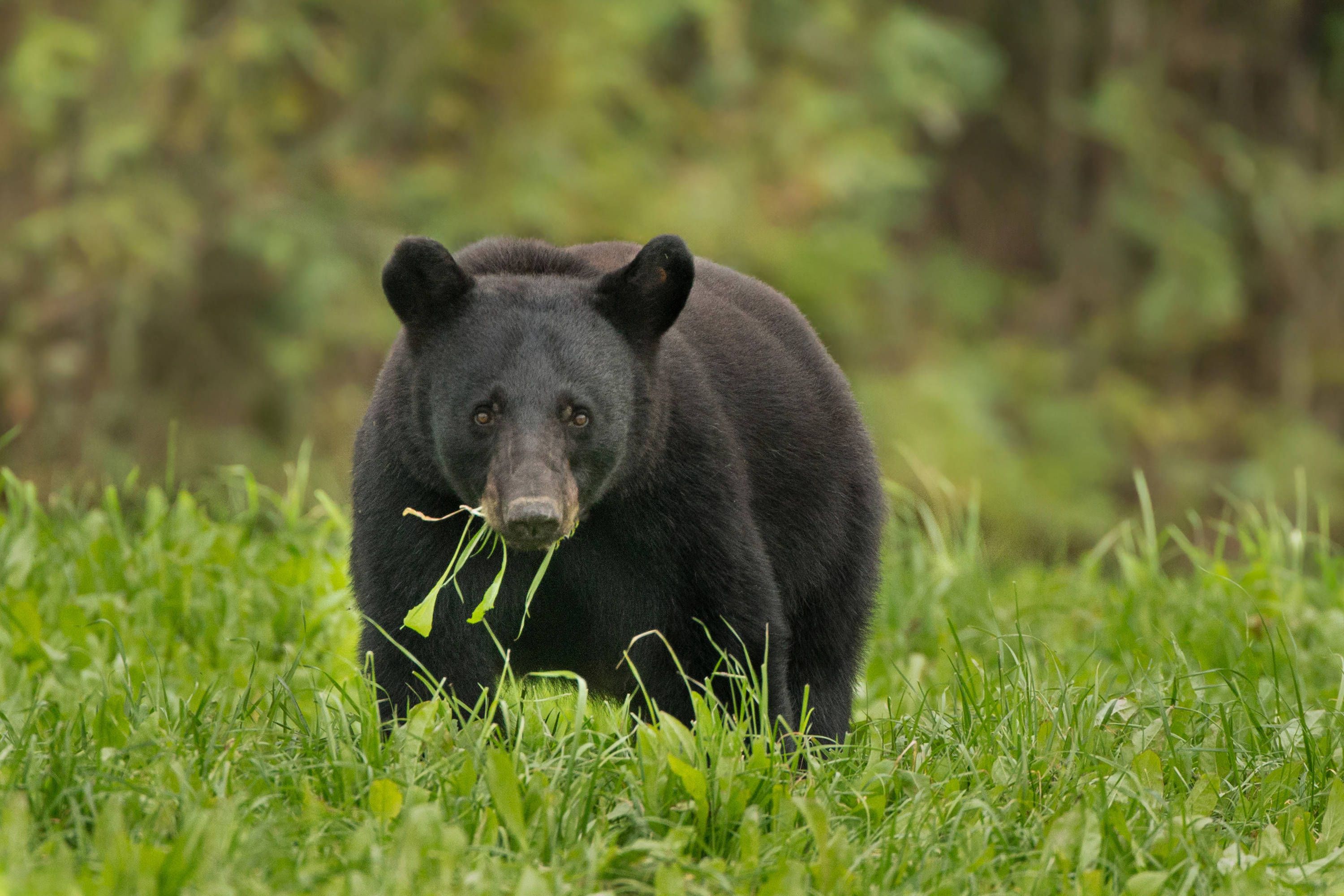 A large adult black bear plodding across a grassy field with vegetation in its mouth