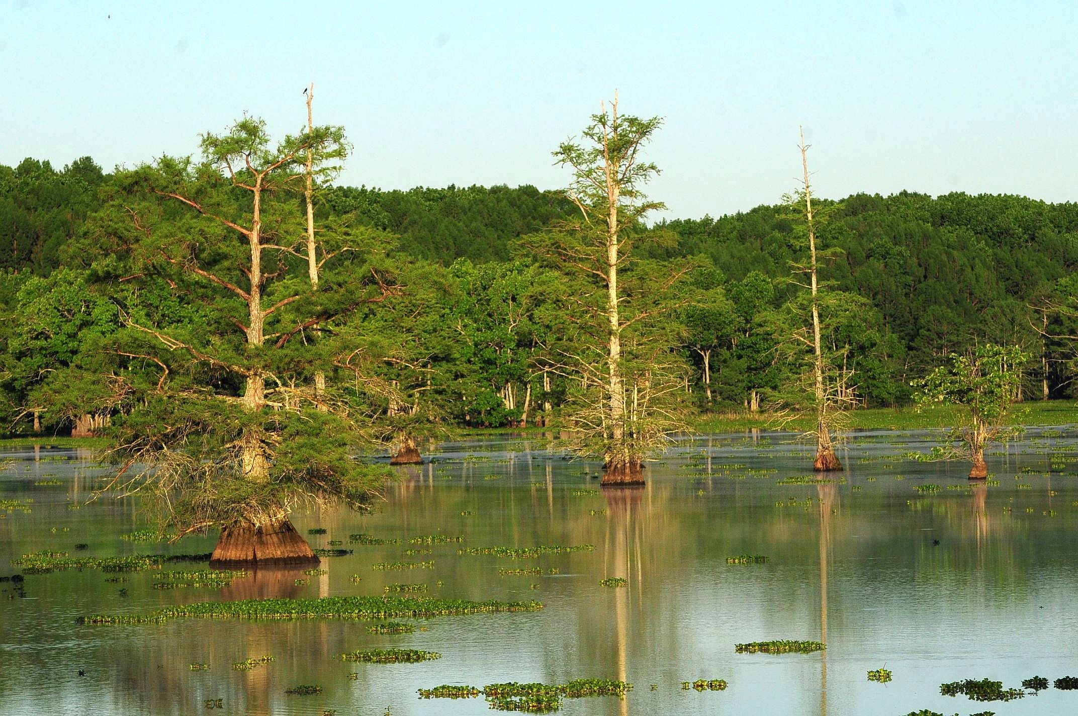 A wetland with bald cypress trees in it and forest alongside it