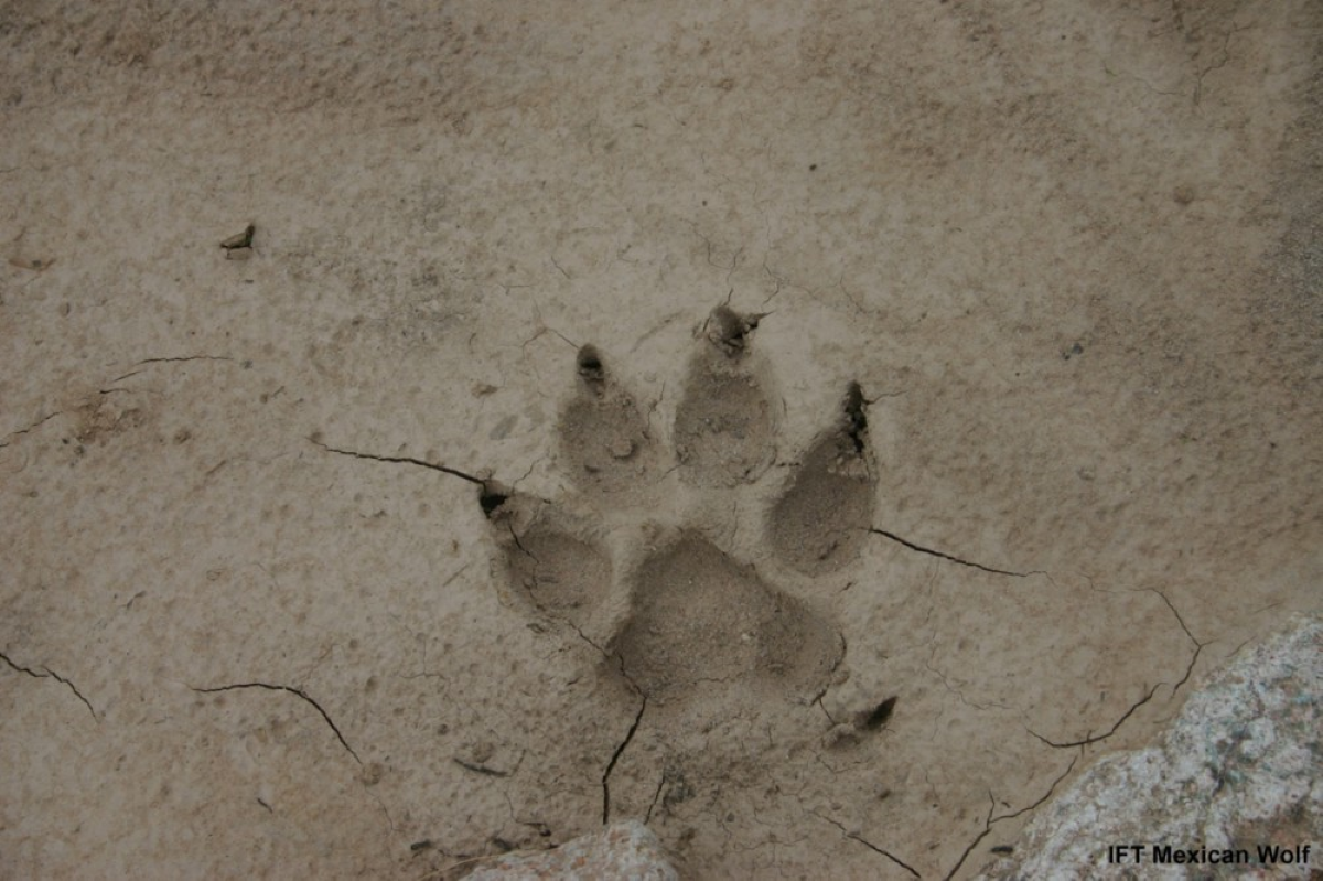 an imprint of a Mexican wolf paw in mud