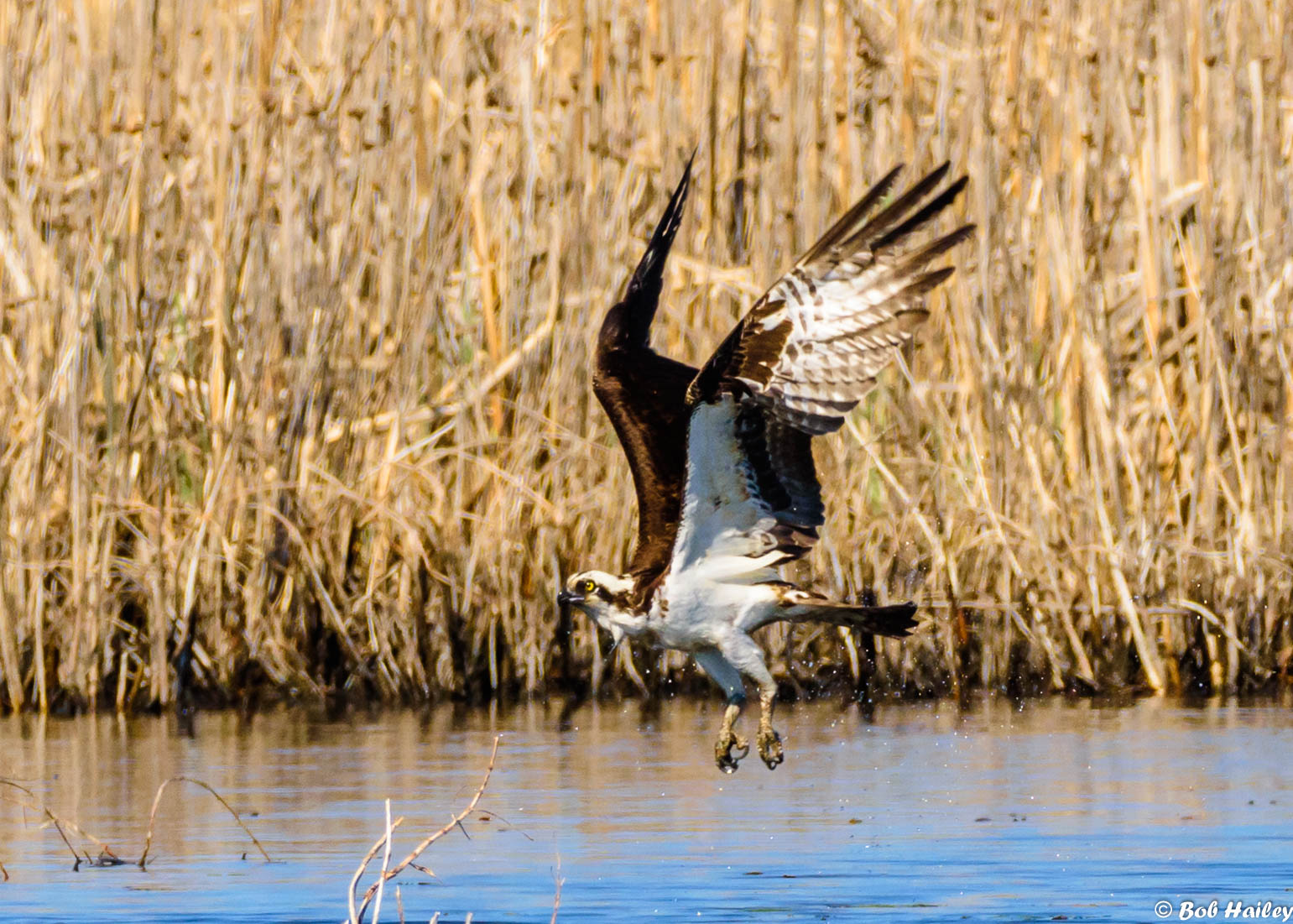 Osprey on the marsh
