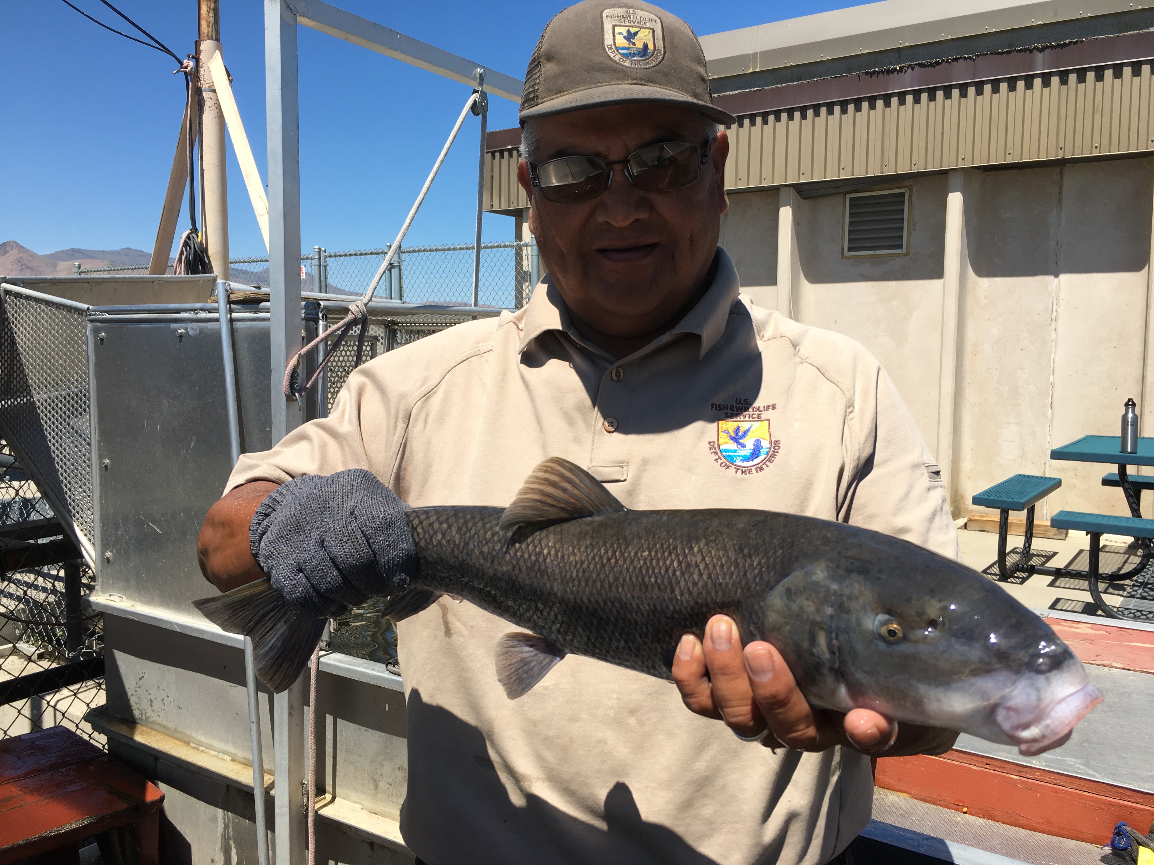 Roy H. holding a Cui-ui sucker at Marble Bluff Fish Passage and Research Facility. 