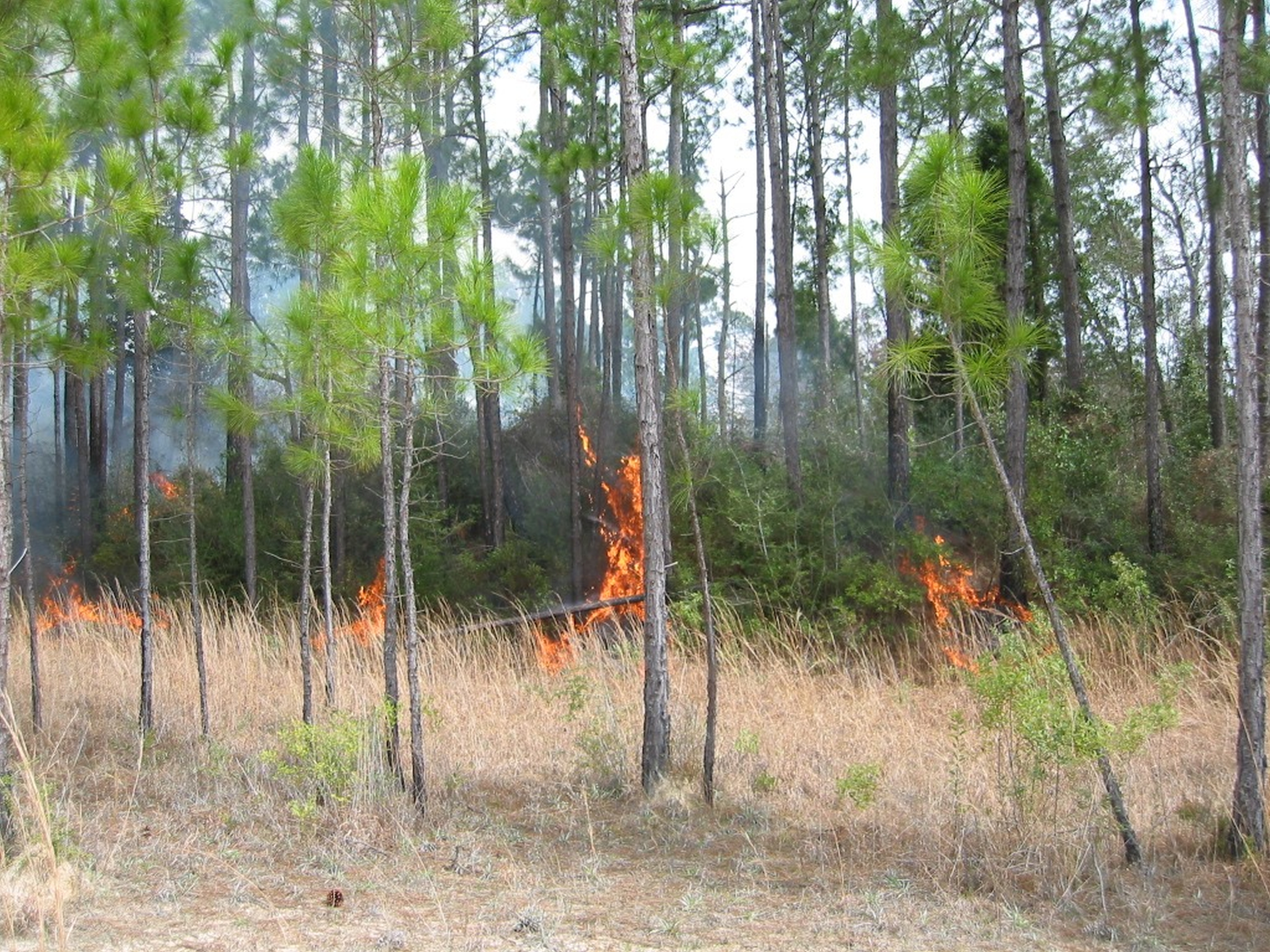 Flames burn among the grasses and young pine saplings during a prescribed firing operation at Grand Bay NWR