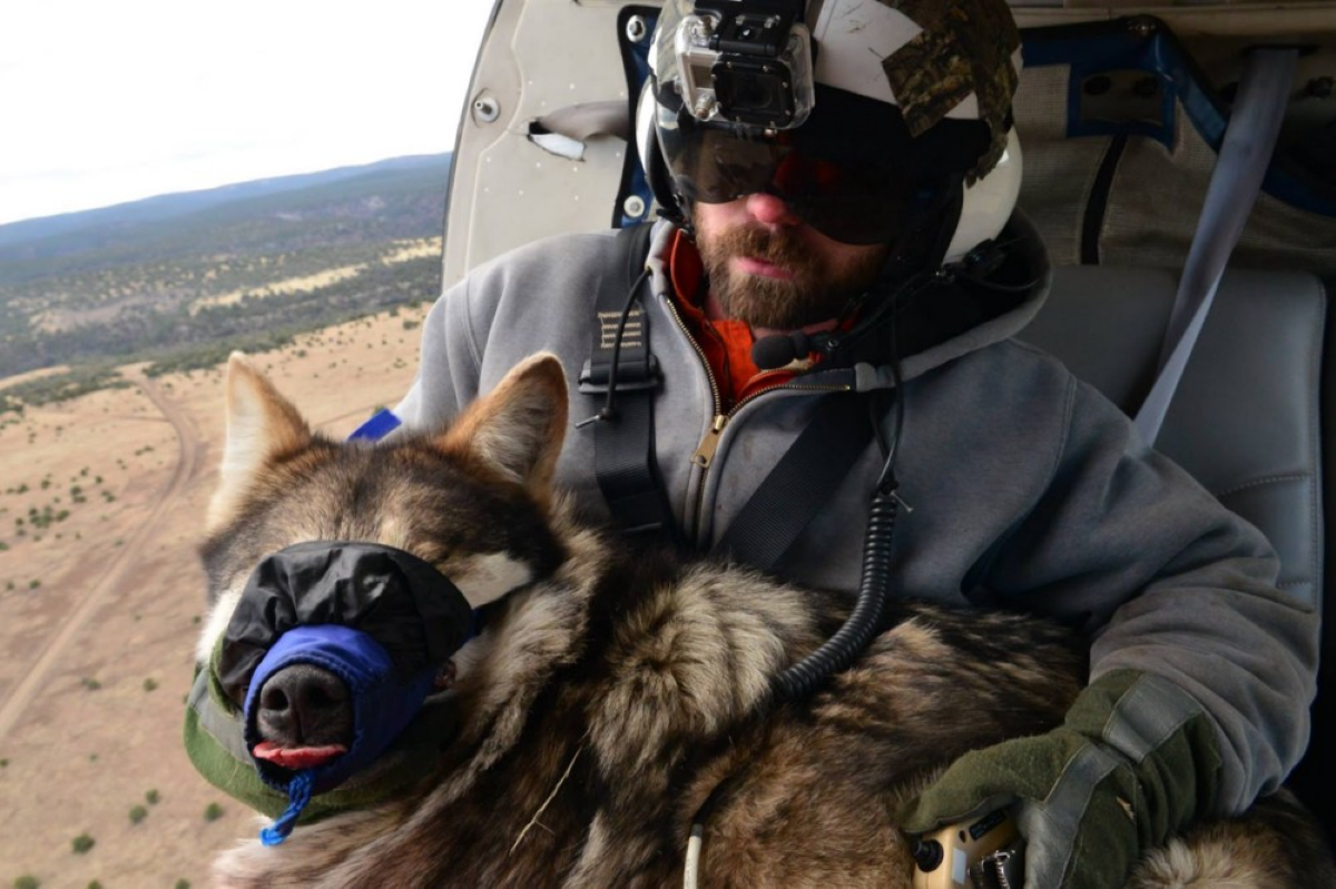 a Mexican wolf is held on a lap while riding in a helicopter