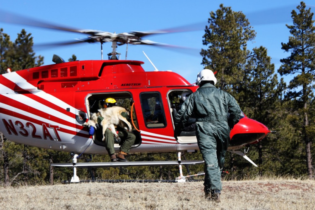 a team member walks towards a helicopter and another team member sits in the helicopter holding a sedated wolf