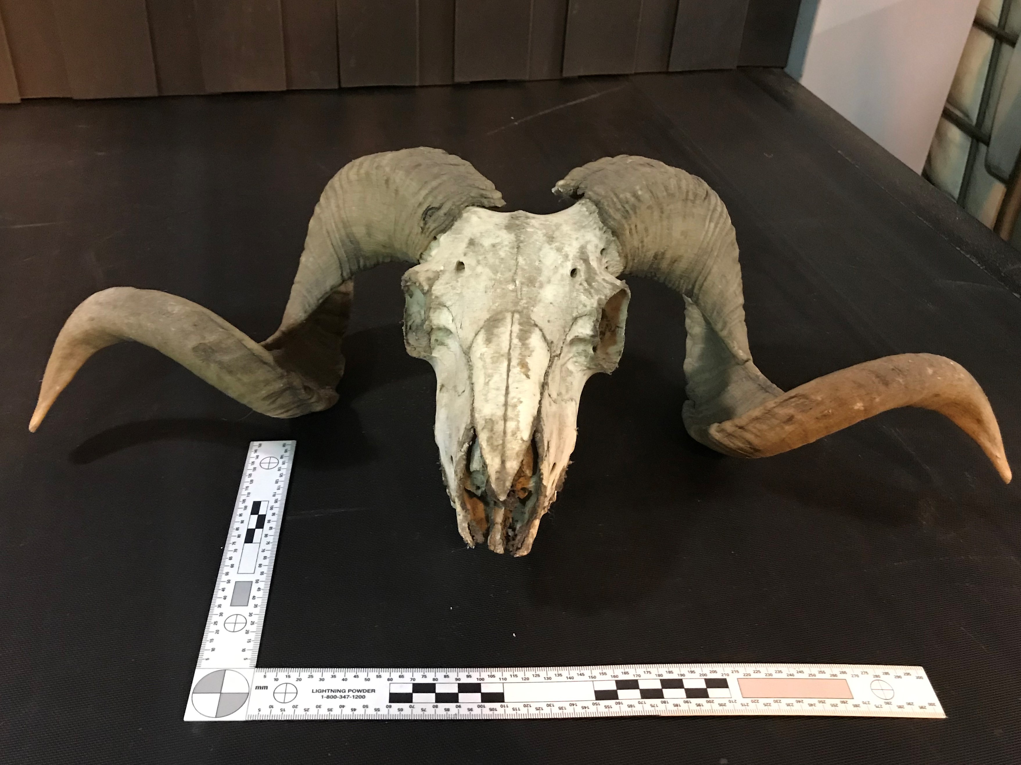 Sheep Skull (Ovis sp)