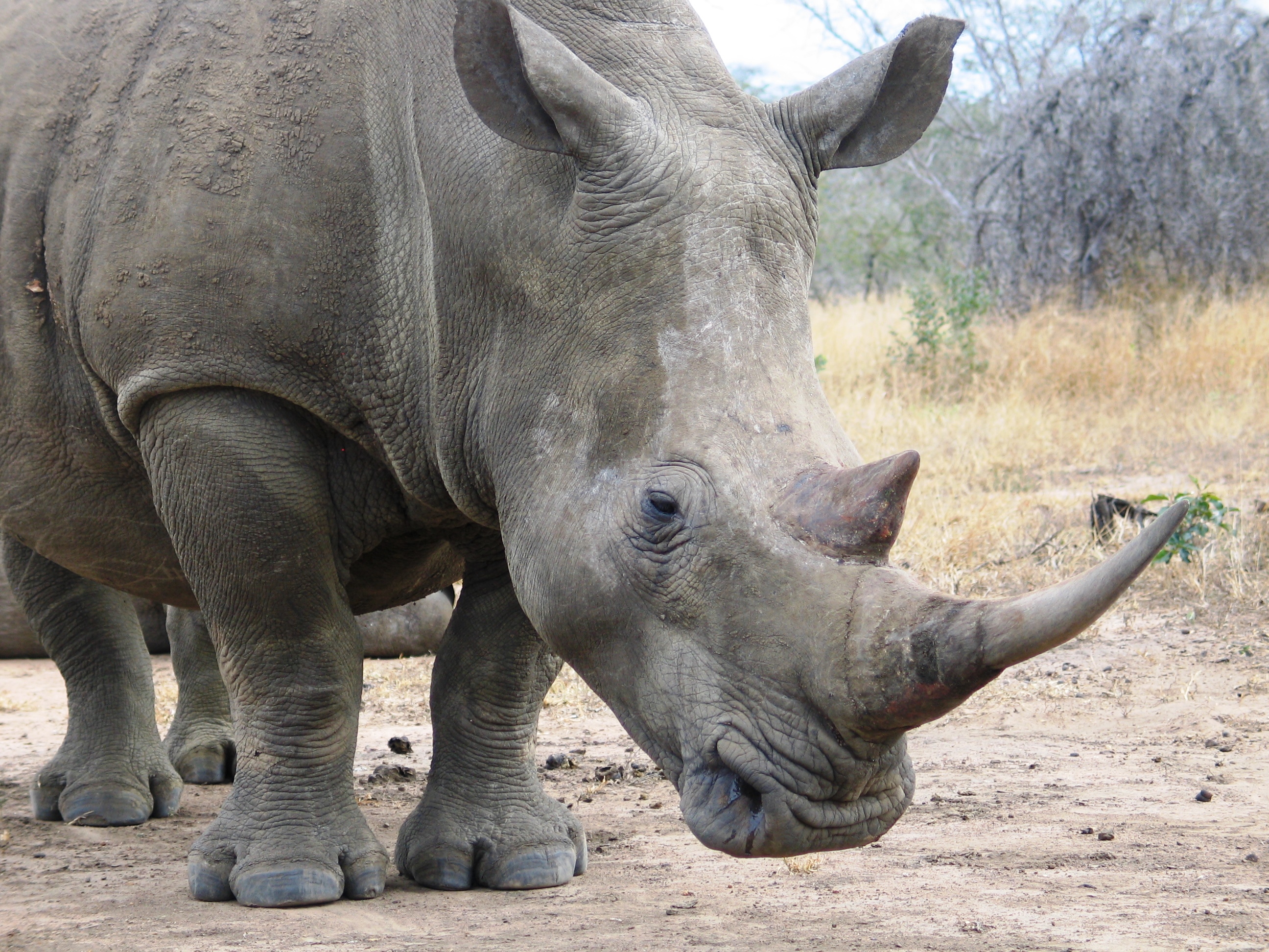Close-up of southern white rhinoceros with grassland and shrubs in background