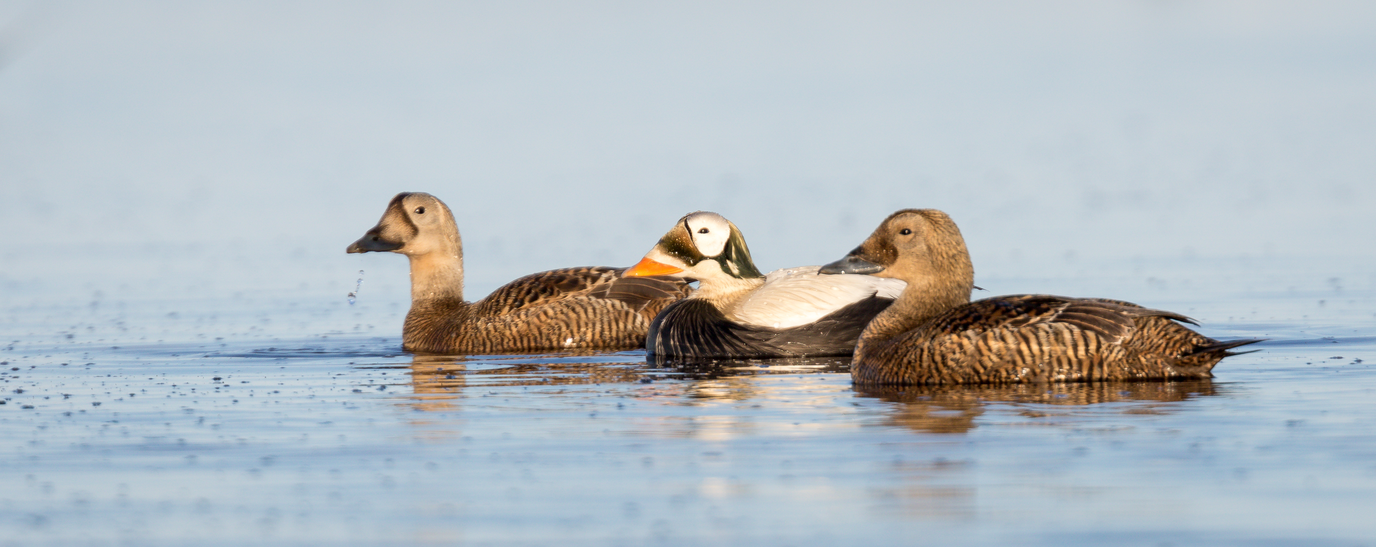 Two brown birds and one birds with a white and green head and orange bill rest on the water.