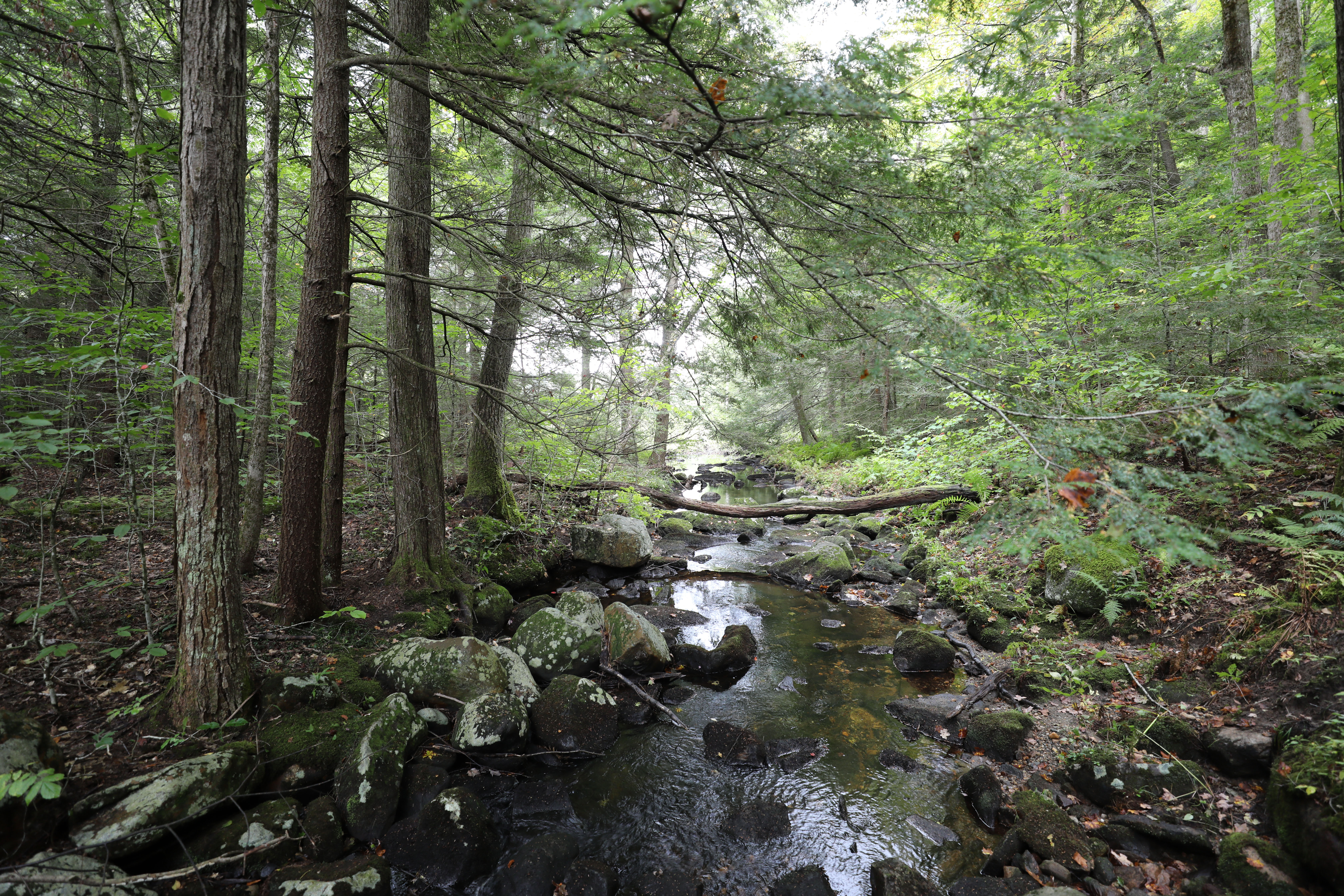 A stream flows gently through a wooded forest. 