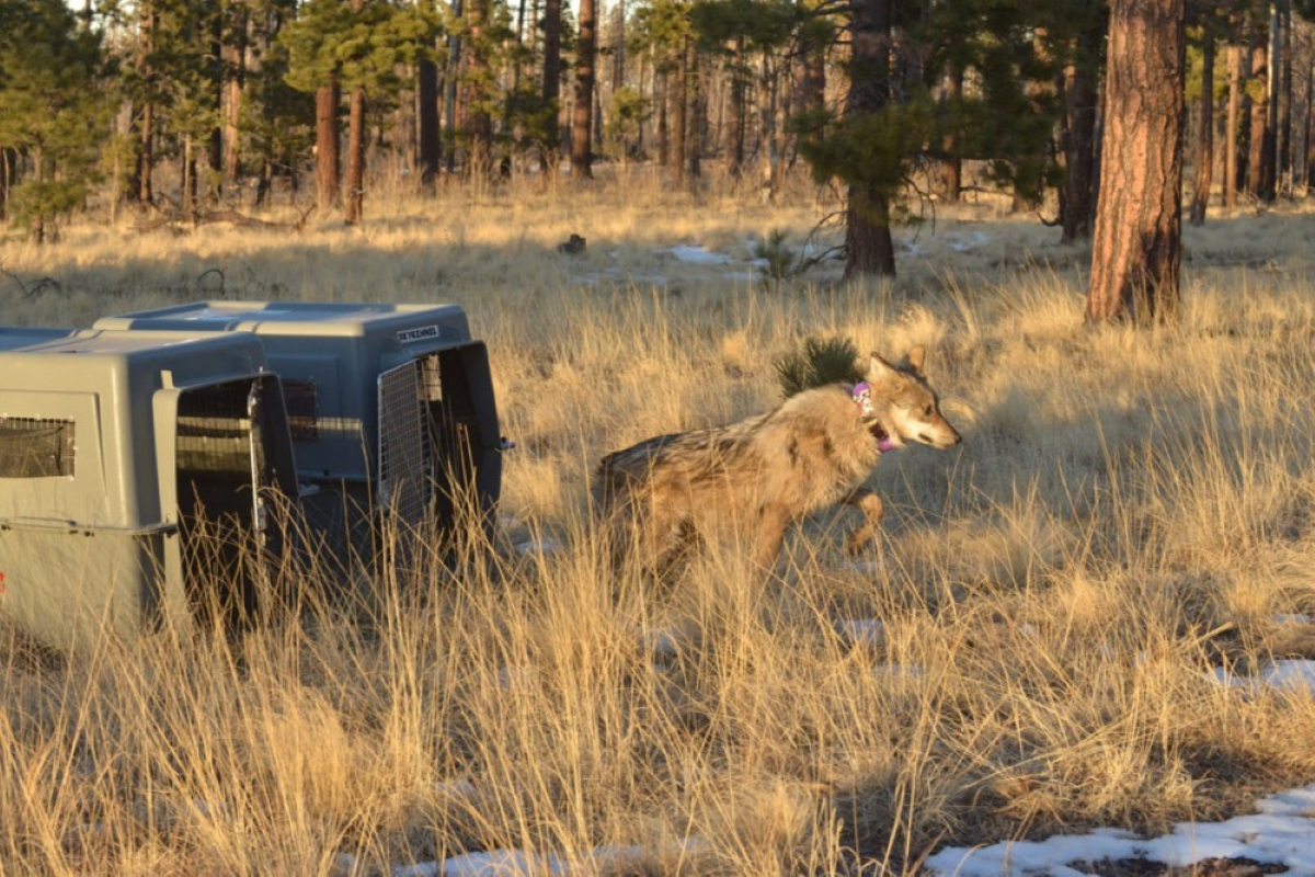a Mexican wolf runs out of a kennel into its territory